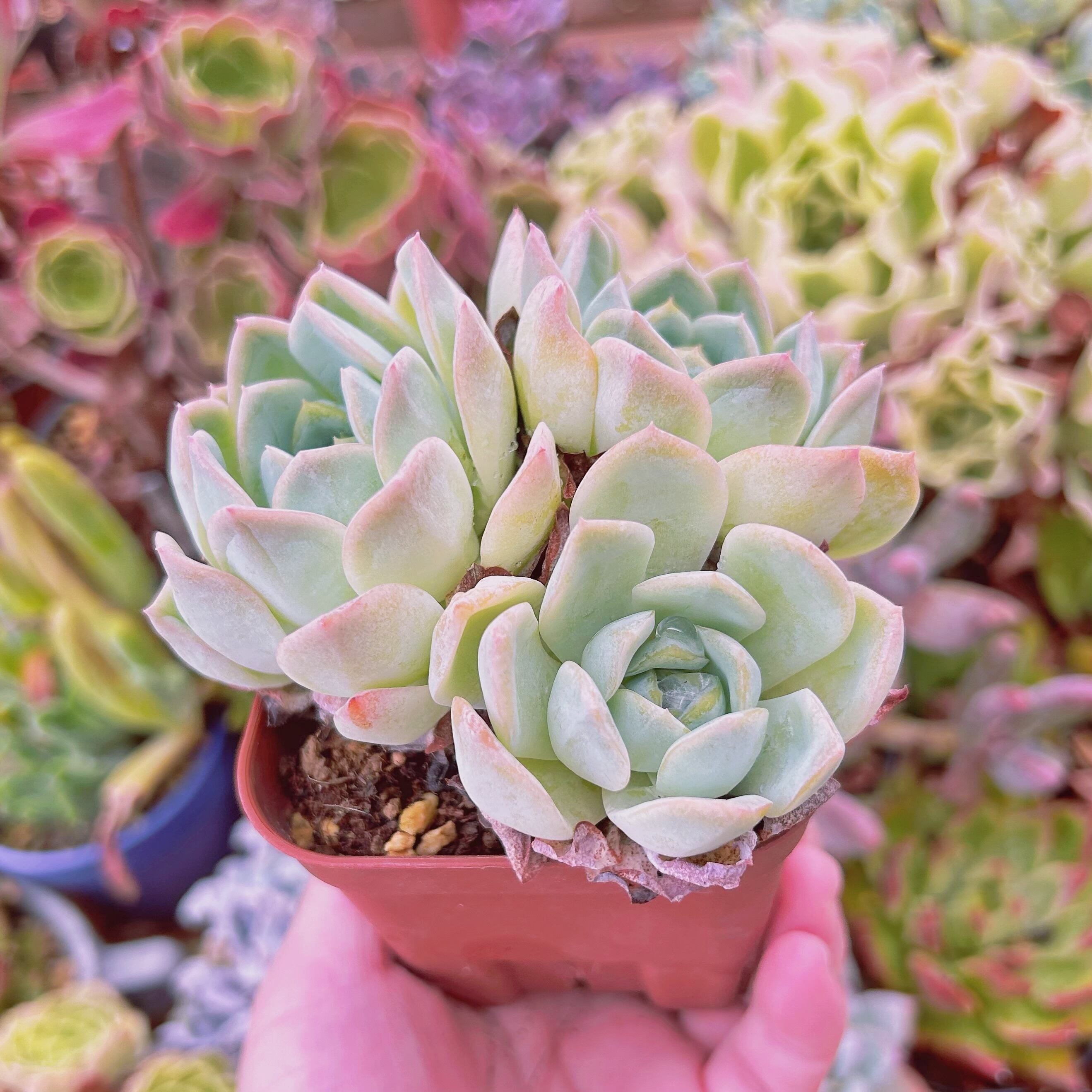 多肉植物 オンスロー錦 美苗 群生 抜き苗 【公式通販】