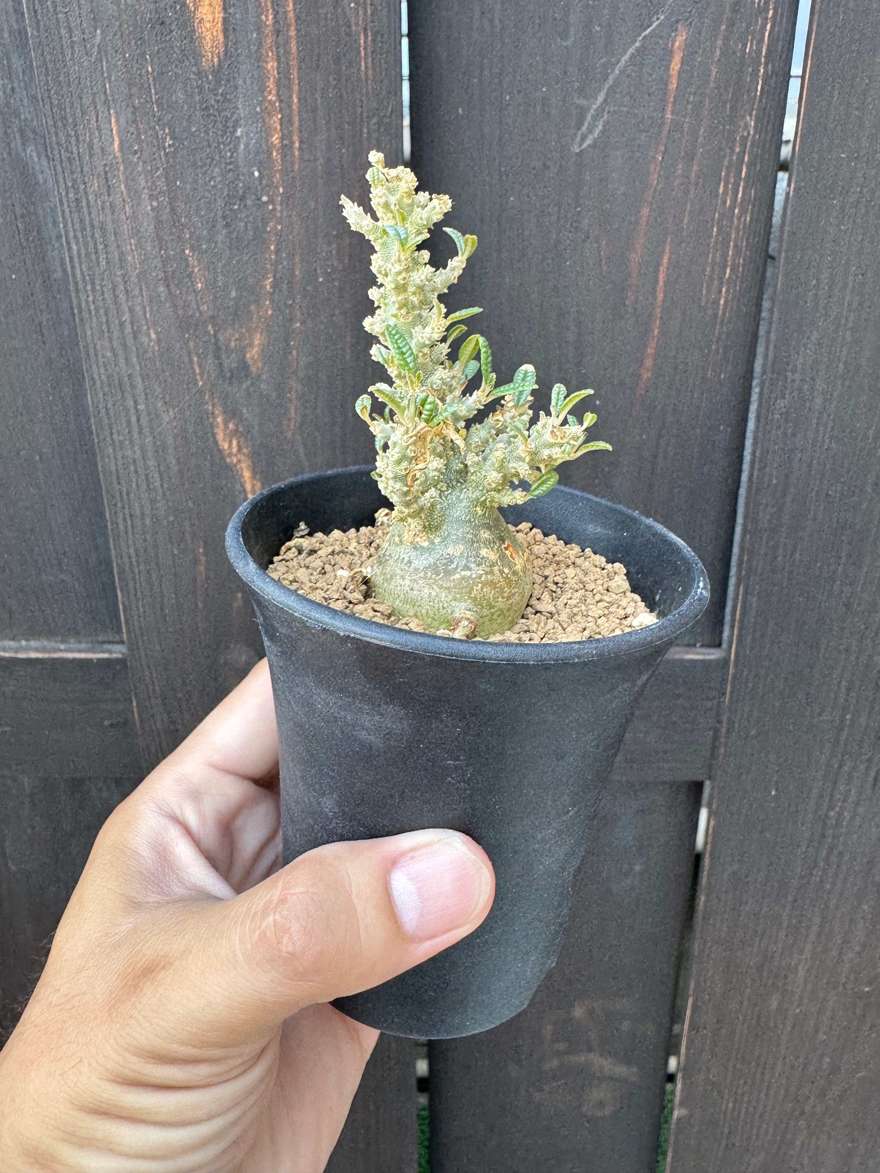 極上品】Dorstenia gigas f. bullata 【ぷっくり小さなギガスの最高峰