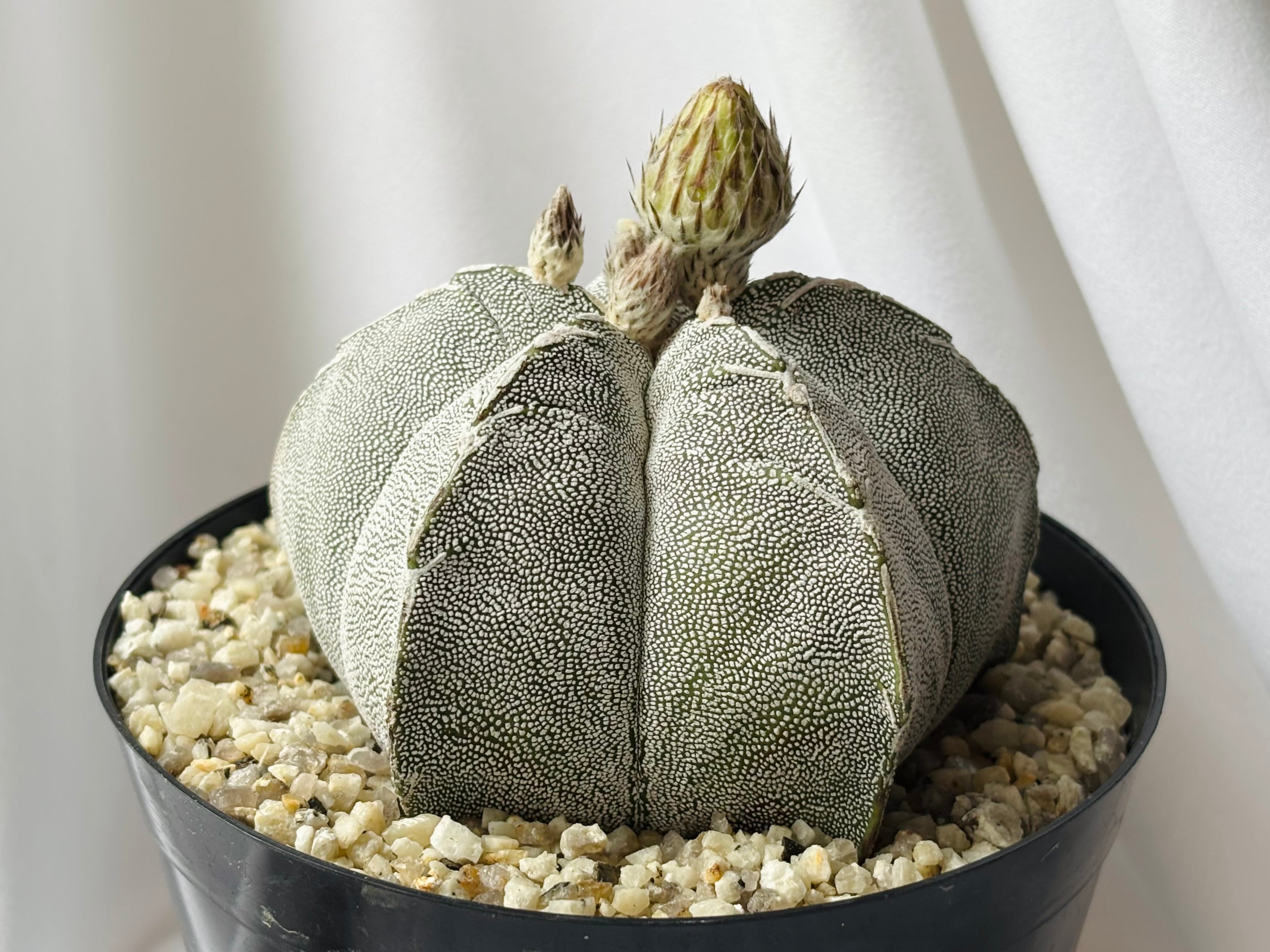 複稜ランポー Astrophytum myriostigma アストロフィツム 白条複隆ヘキラン 白条複隆