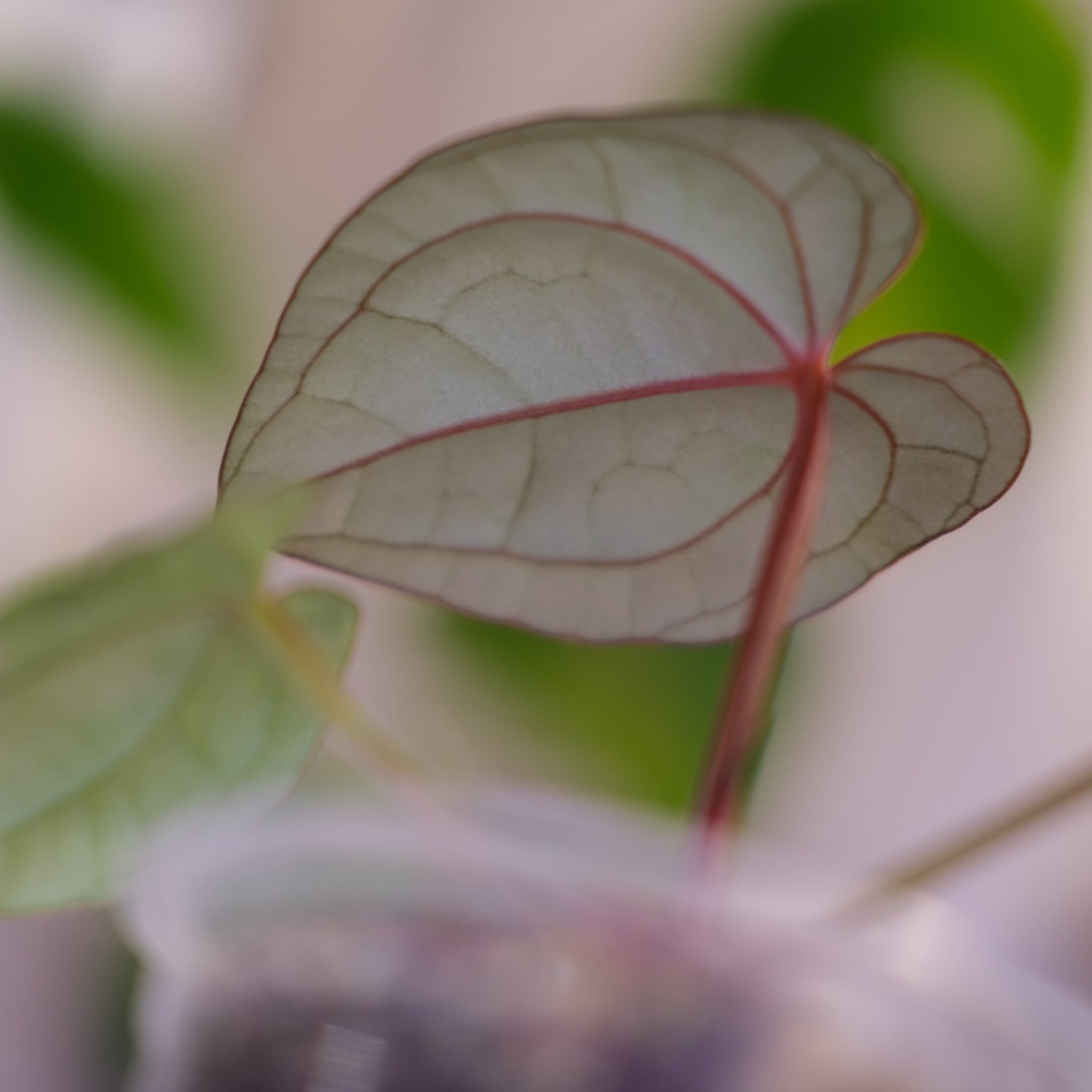 Anthurium luxurians × Anthurium magnificum 'Silver' SKG