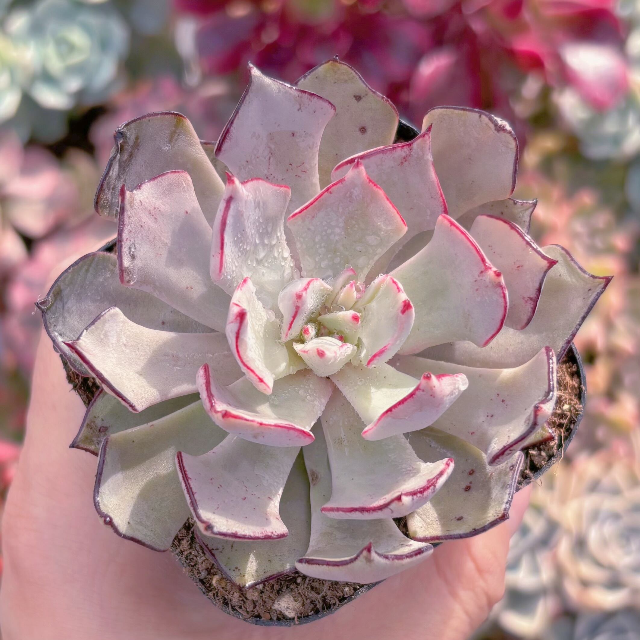 現品　ストリクチフローラ#062　るる農園