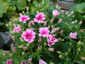 サイネリア 2色セット かご付き ティアシリ－ズ・ティアウイッチ