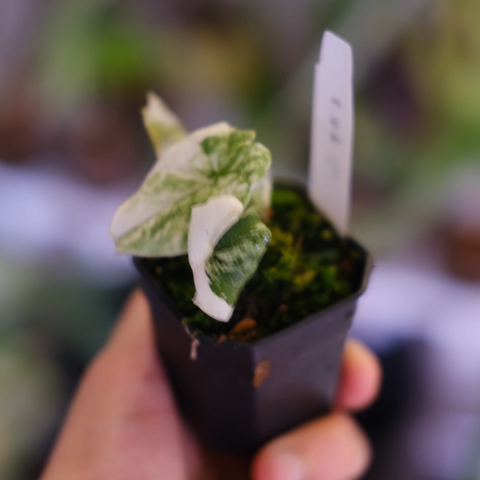 アロカシア メロ アルボ│Alocasia melo 'Albo' Var.②│観葉植物