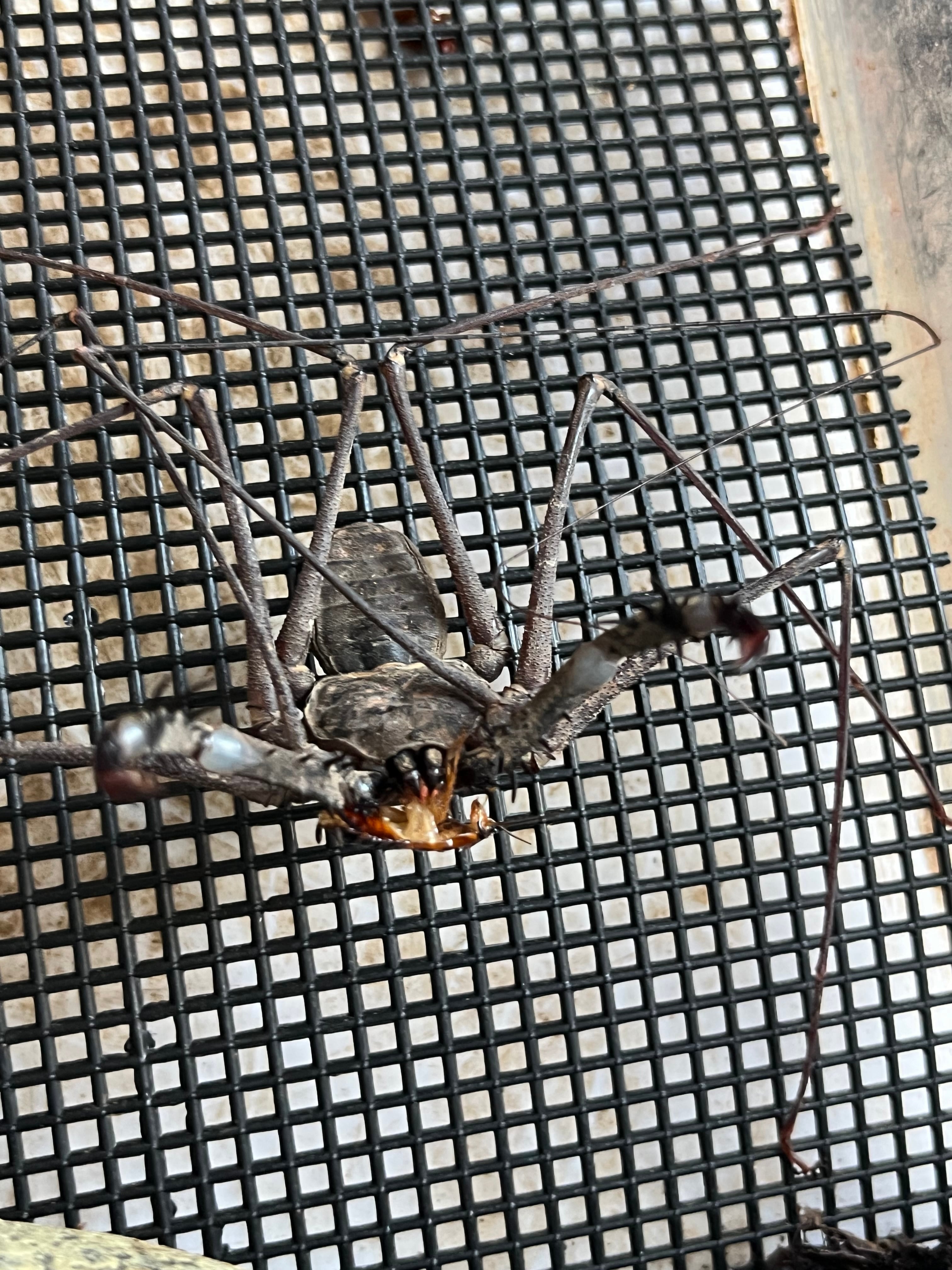 腕蟲希少種】Heterophrynus elephasウデムシ ヒヨケムシ 三大奇蟲