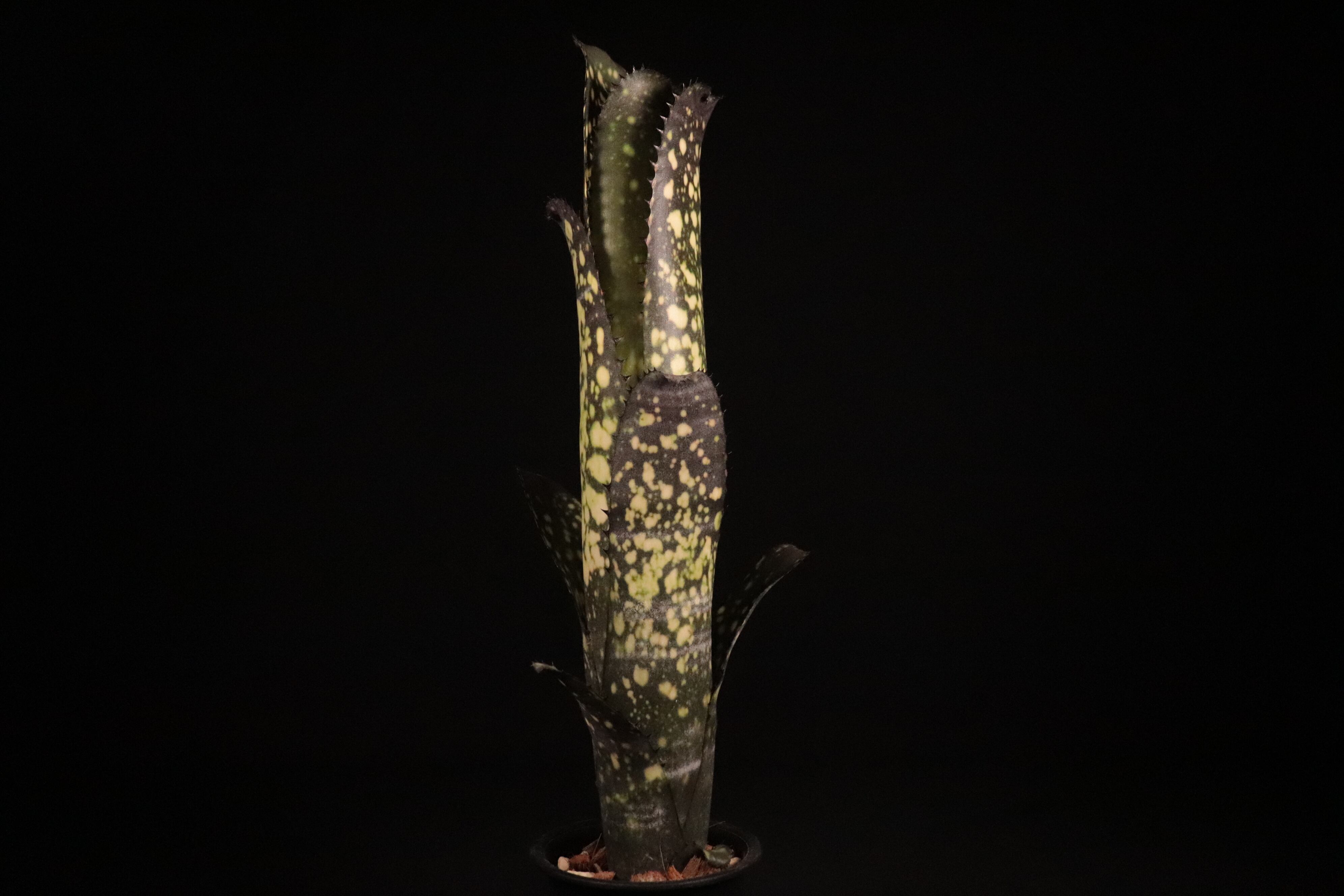 送料無料】Billbergia 'Merrie Monarch'〔ビルベルギア〕現品発送B0210