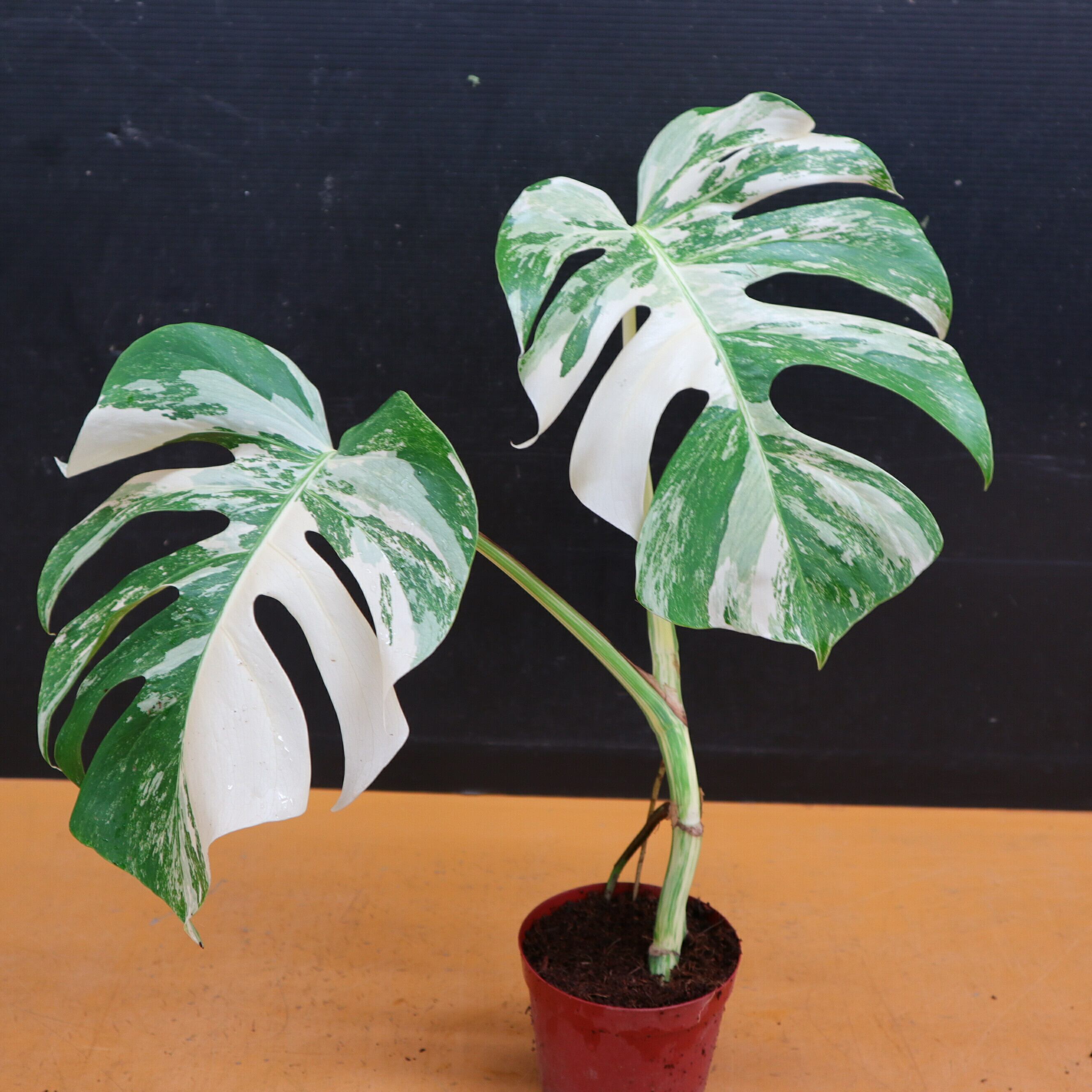 斑入り モンステラ ホワイトタイガー その他 Gvcal Com