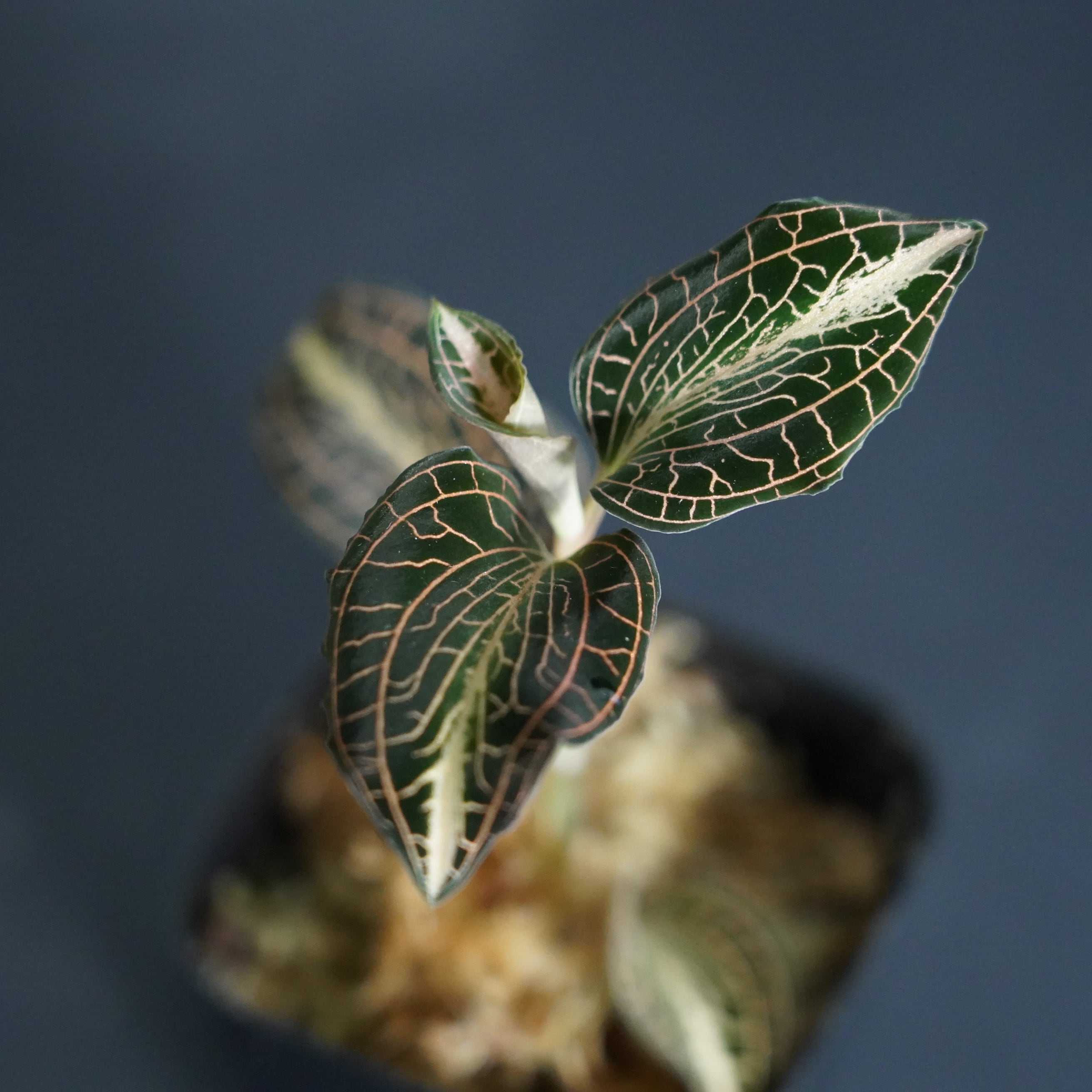 ◇現品◇アネクトキルスsp. Nan Red Vein× Anct.siamensis 