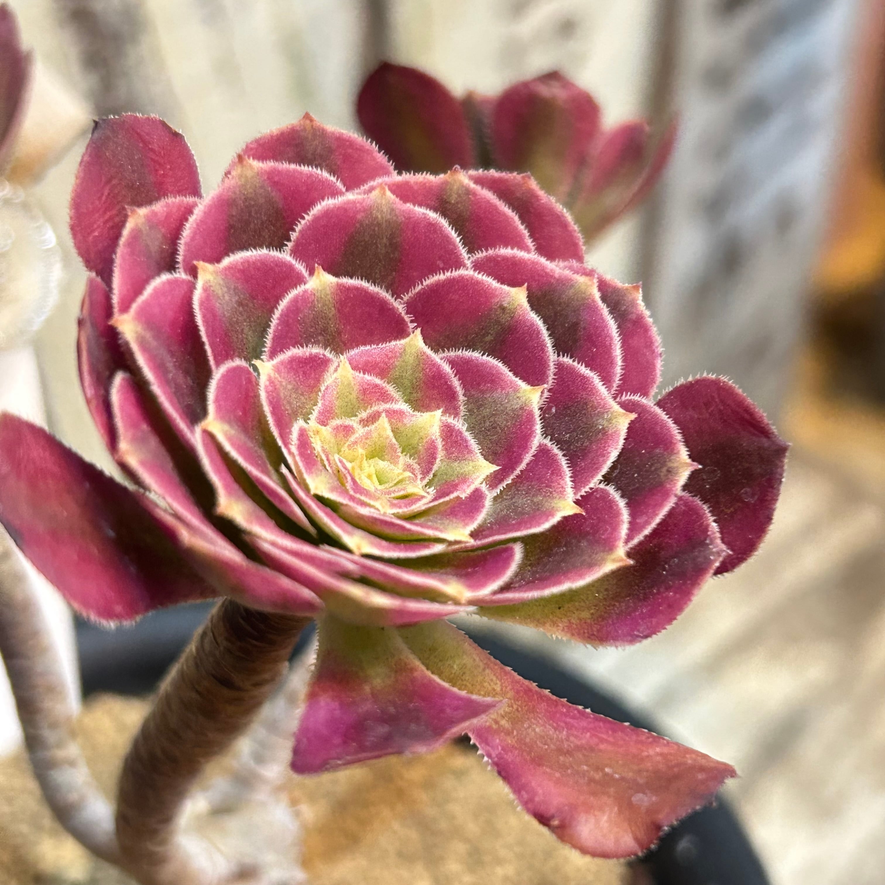 アエオニウム　墨蘭迪　6頭群生株　019 アエオニウム 墨蘭迪 6頭群生株 019 祝融 アエオニウム | RuPo 多肉