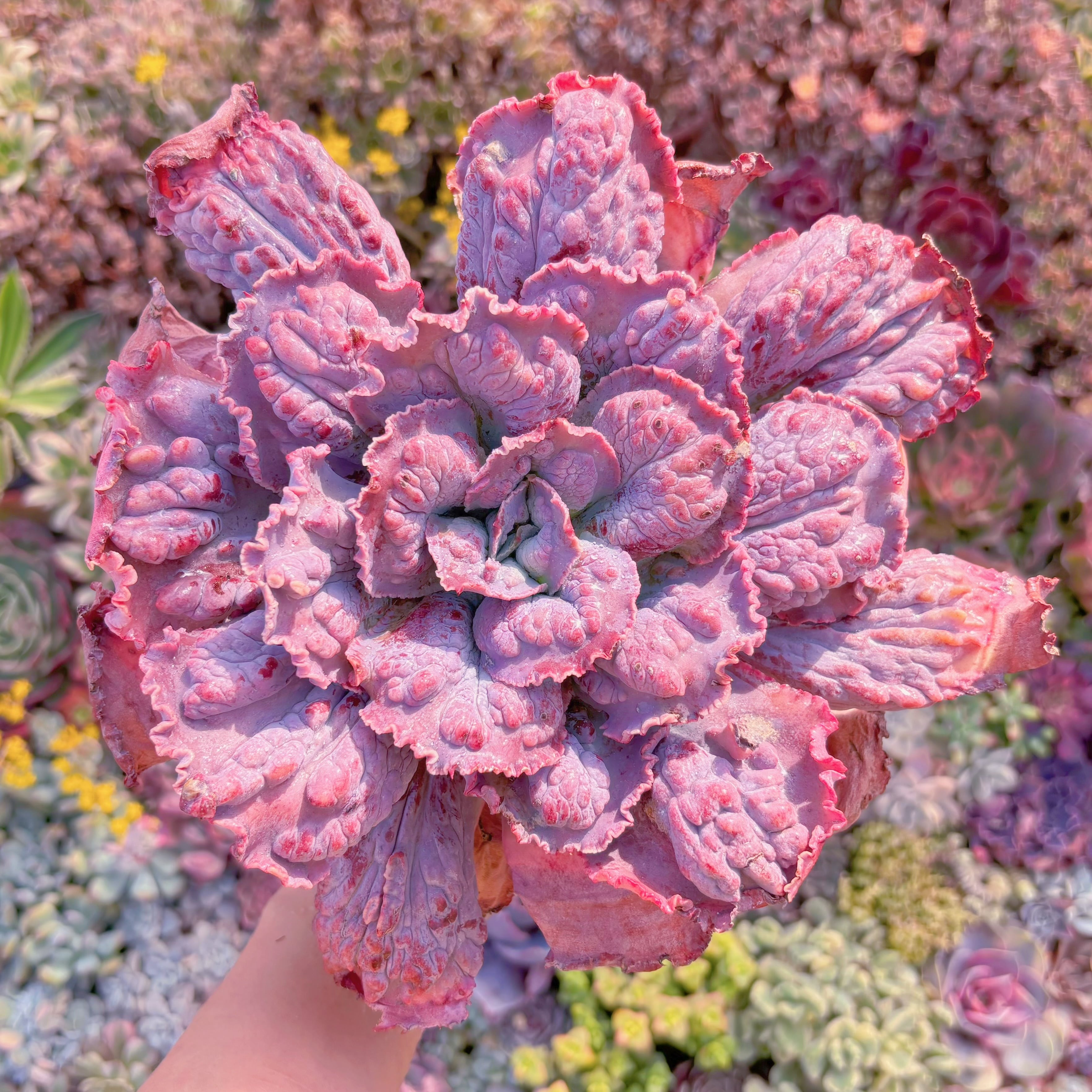 現品　cancanxBaron Bold#A040　特大苗　新入荷　るる農園