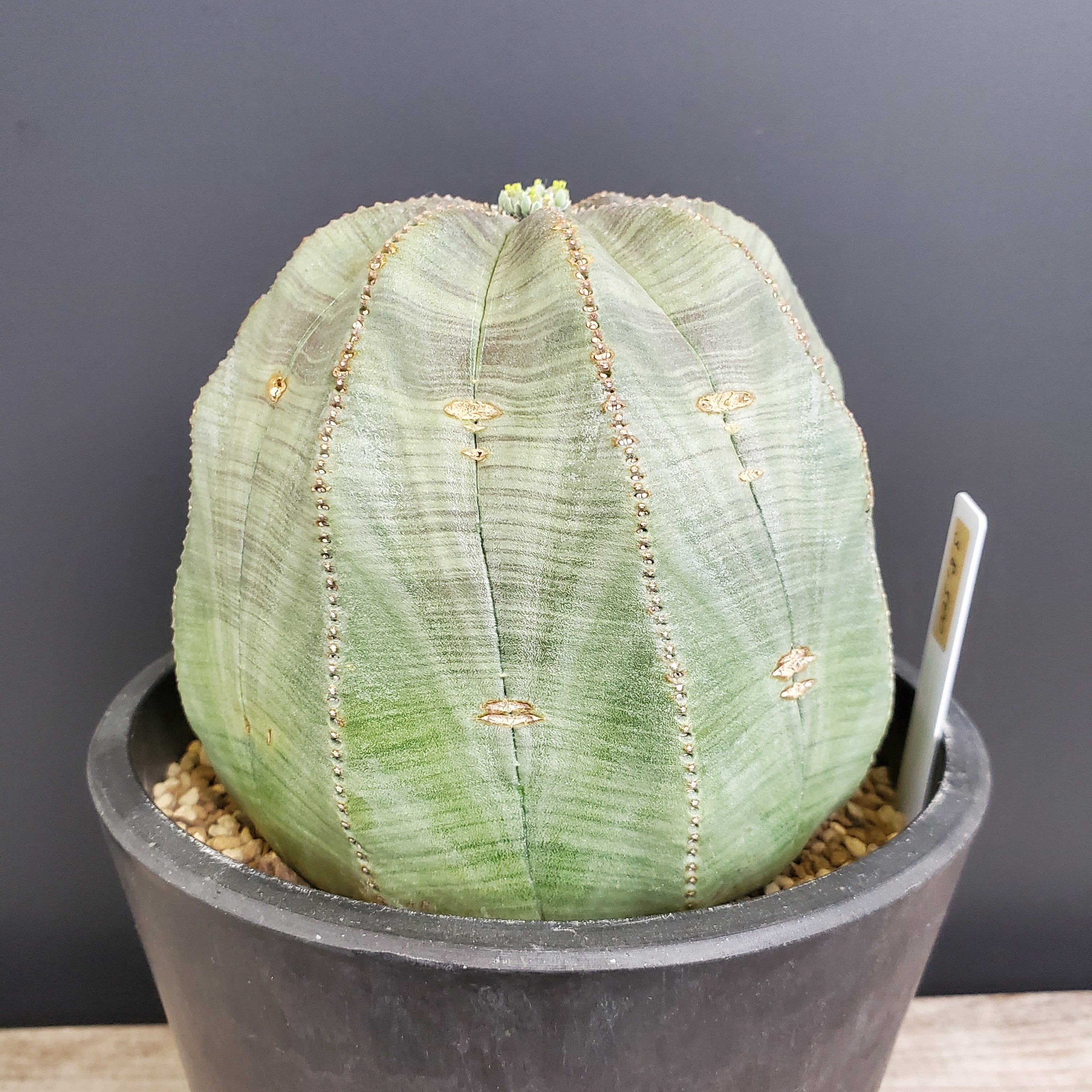 超大株】 幅11.3cm Euphorbia obesa ユーフォルビア オベサ 超大株】 幅11.3cm Euphorbia obesa ユーフォルビア オベサ
