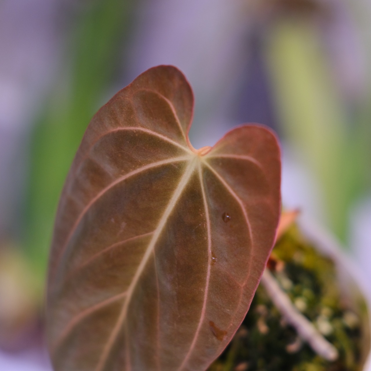 Papillilaminum(Fort Sherman) × Anthurium King of spades(KOS)│パピリラミナム × アンスリウム・キング オブ スペード│観葉植物