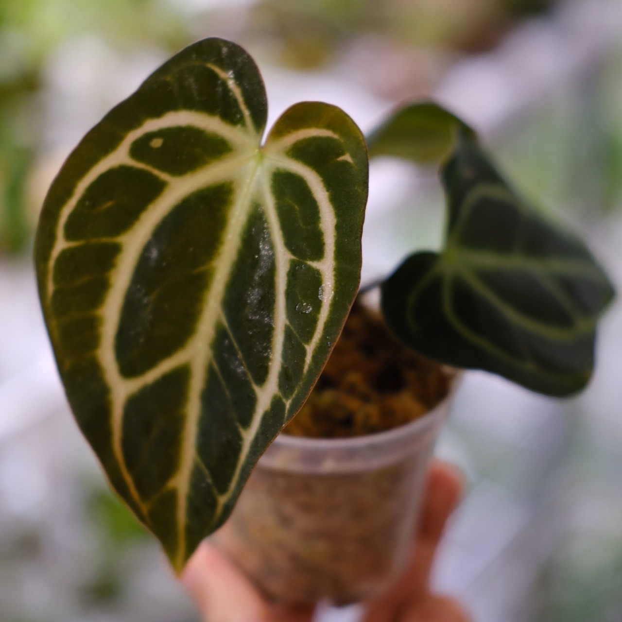 Anthurium carlablackiae / アンスリウム カーラブラッキー③│観葉植物