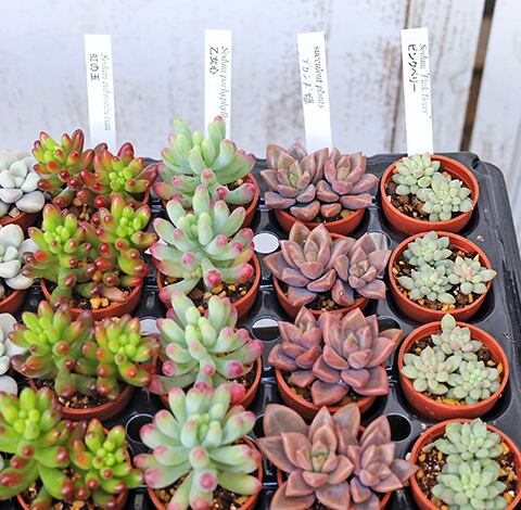10苗セット 多肉植物 プラグ苗 1号 多年草 育てやすい かわいい 寄せ
