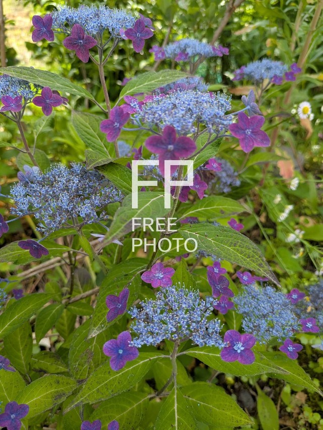 紫陽花