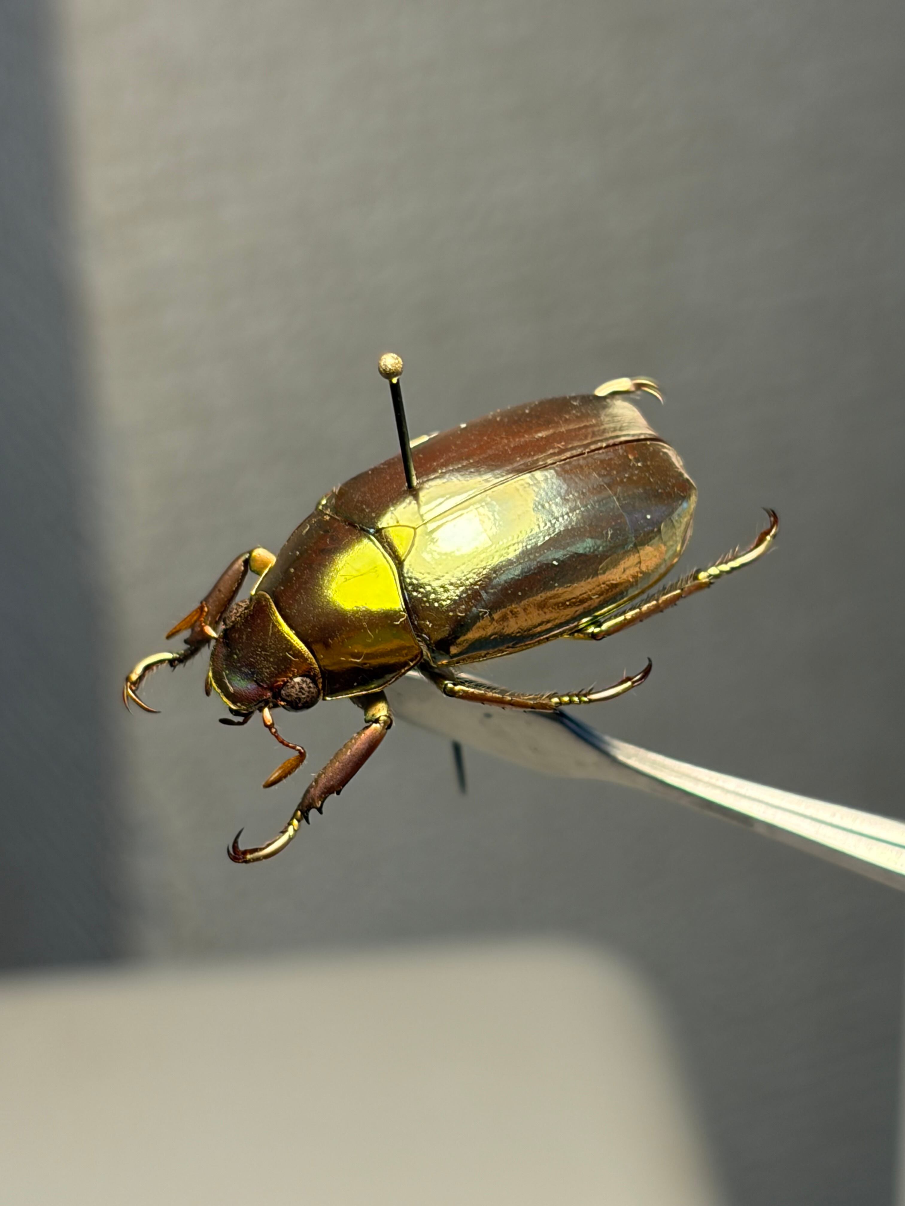 色残抜群】トゲアクマツユムシ リオック 直翅類 カマキリ マンティス