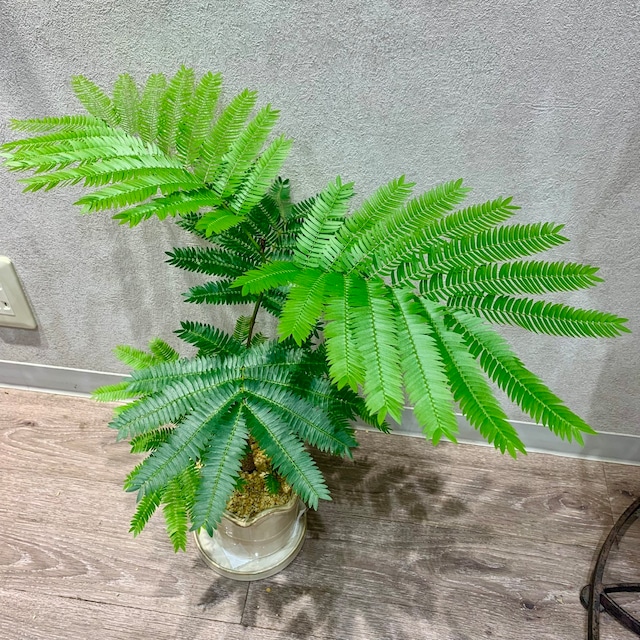 一点もの【エバーフレッシュ】観葉植物|アカサヤネムノキ |マメ科|ピトヘケロビウム属|常緑高木|ギフト|お祝い