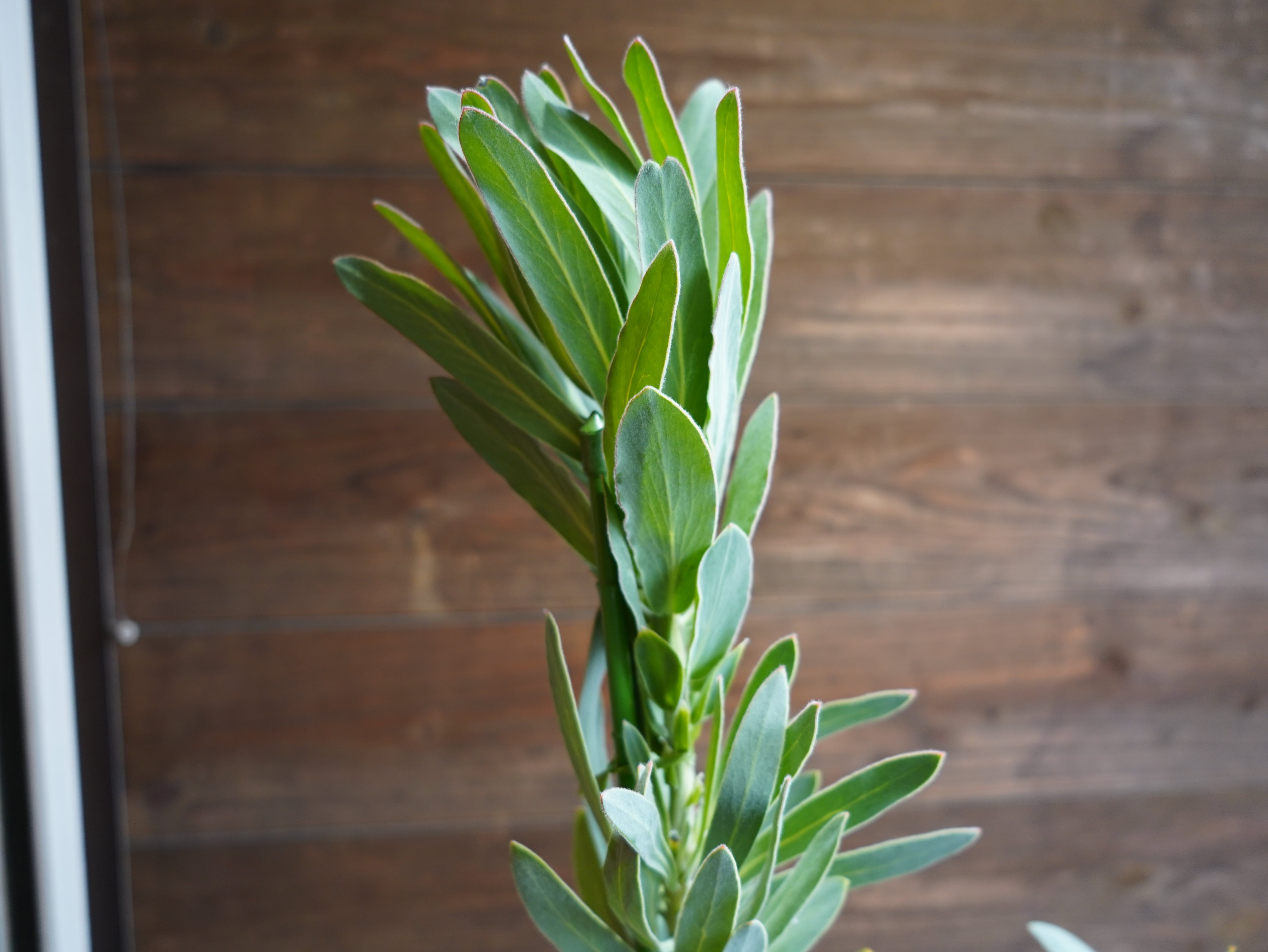 【現物】プロテア "ピンククリーム"