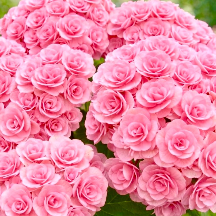 アジサイ hydrangea | breed83
