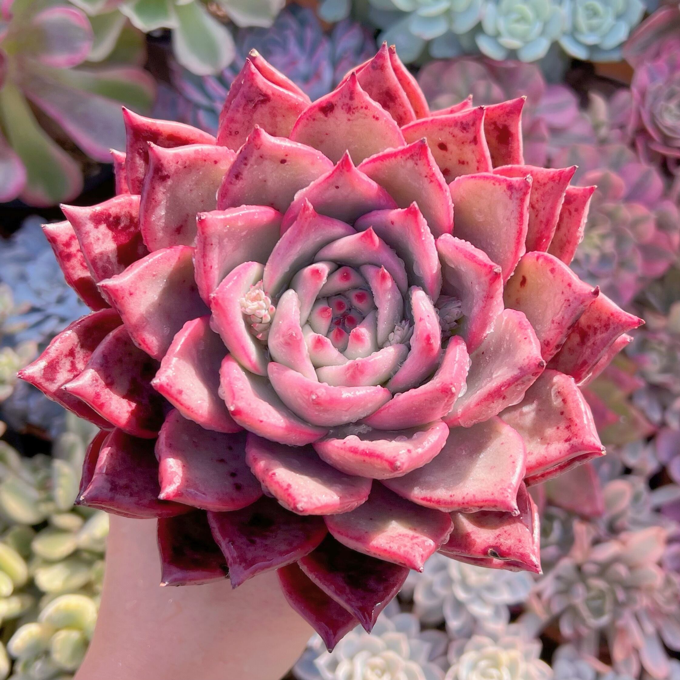 現品　ロメオxマリア#2022　新入荷　レア特大15cm苗　るる農園