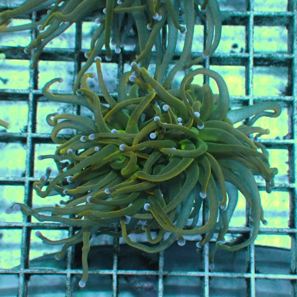 t774 ハナサンゴ gold Torch トーチコーラル | HOUSE REEF(ハウス