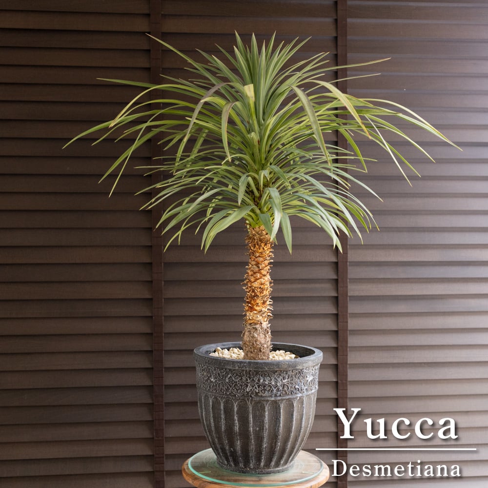 ユッカ ロストラータ Rostrata 10号 株立ち 観葉植物 シルバーブルー