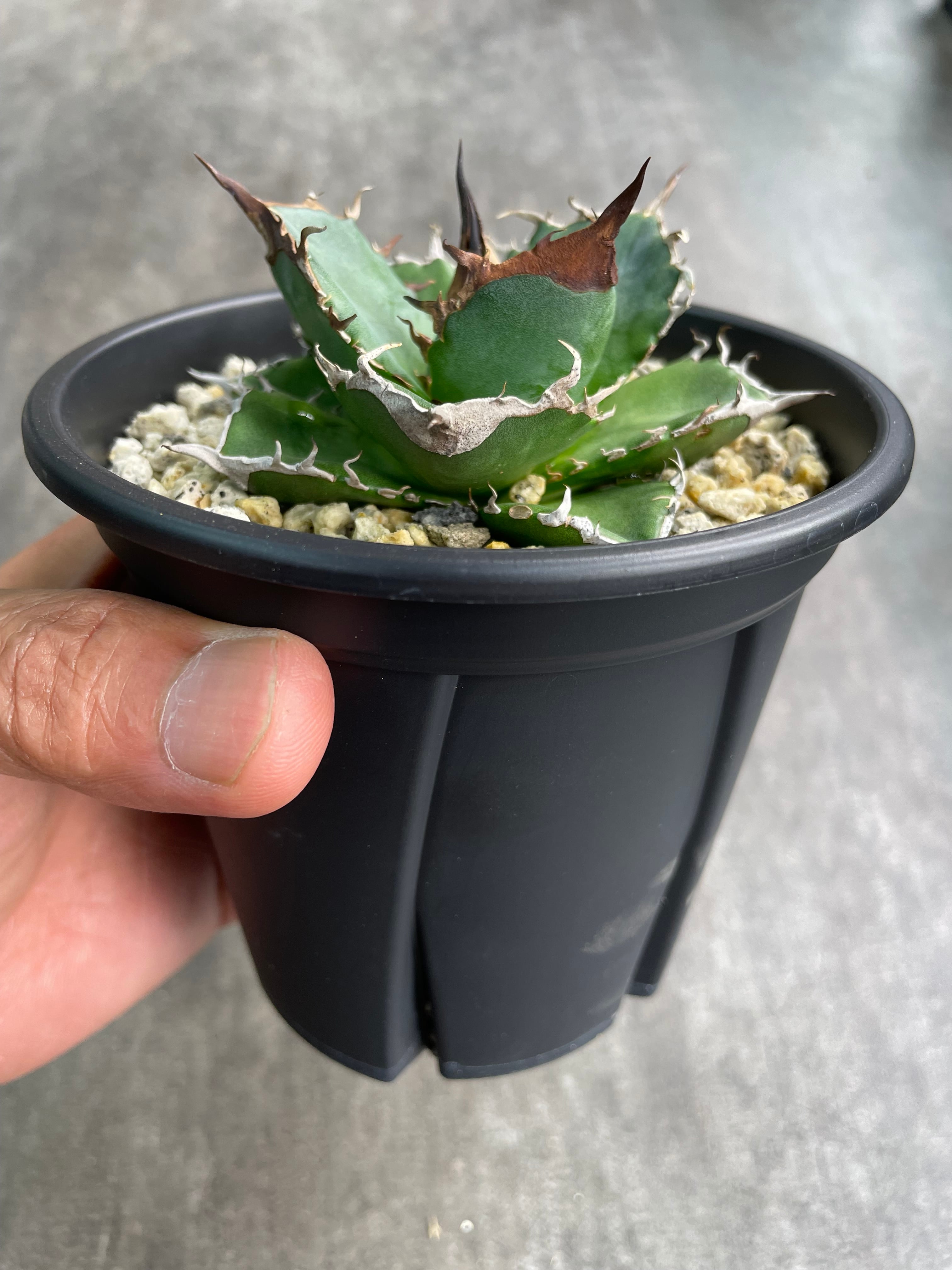 アガベ・チタノタ '緑犀牛' | inco堂植物園