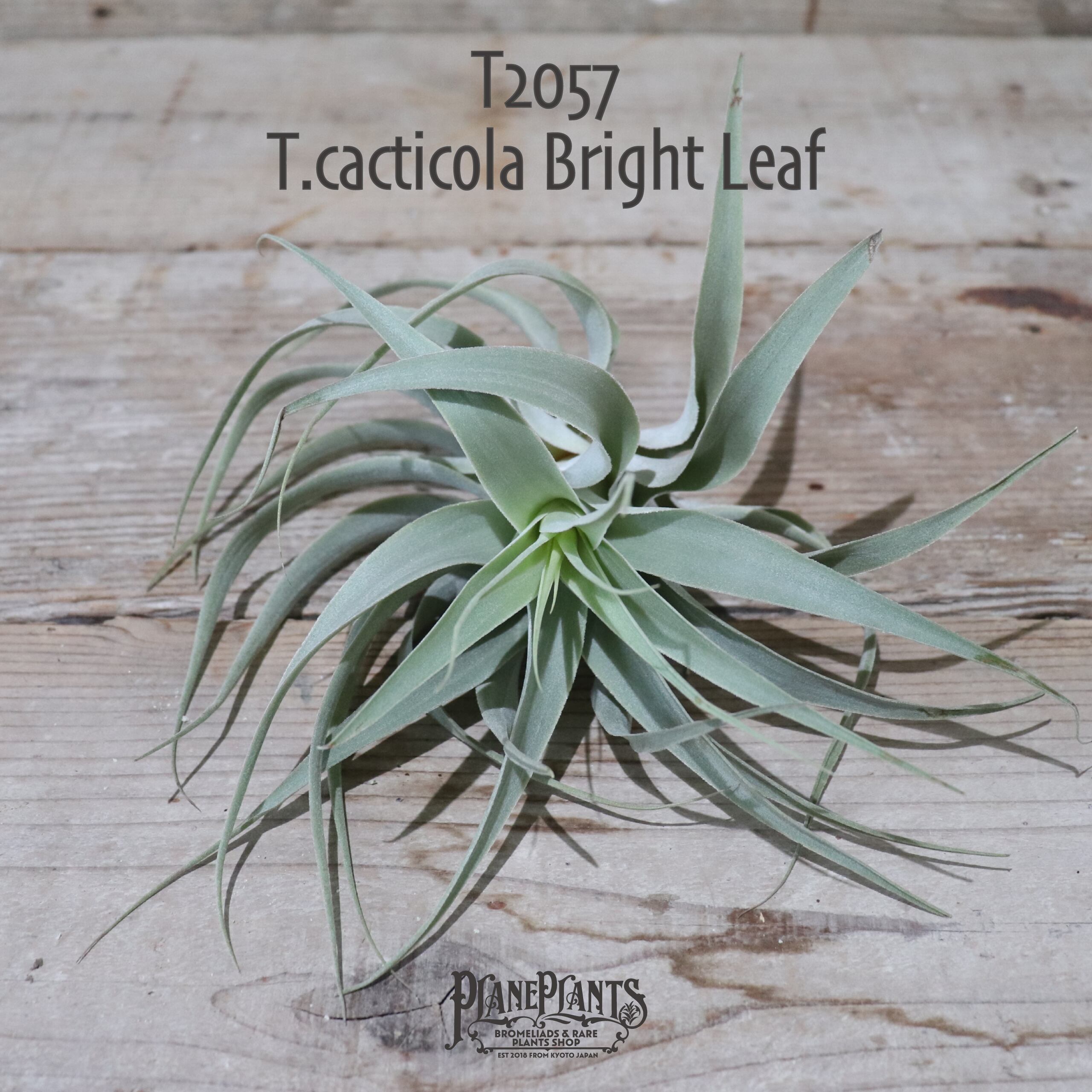 【送料無料】cacticola Bright Leaf〔エアプランツ〕現品発送T2057