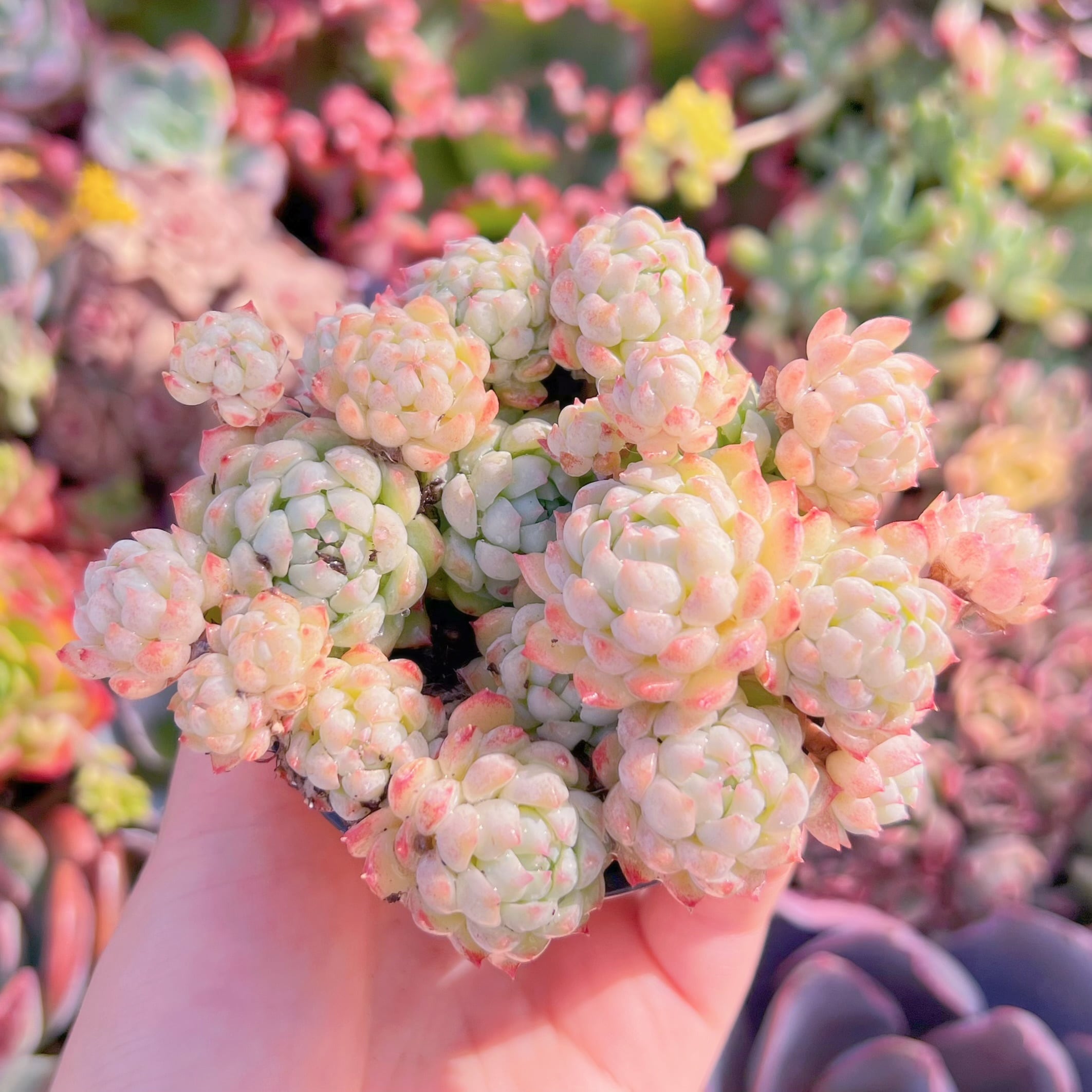 現品　グロブローサxブルーミニマ#A013　新入荷　るる農園