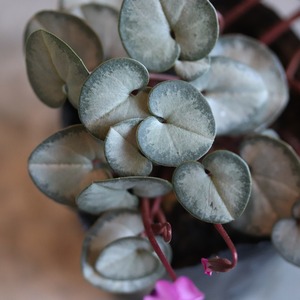 シクラメン　コウム　シルバープリンセス　－20℃までOK　冬のお花