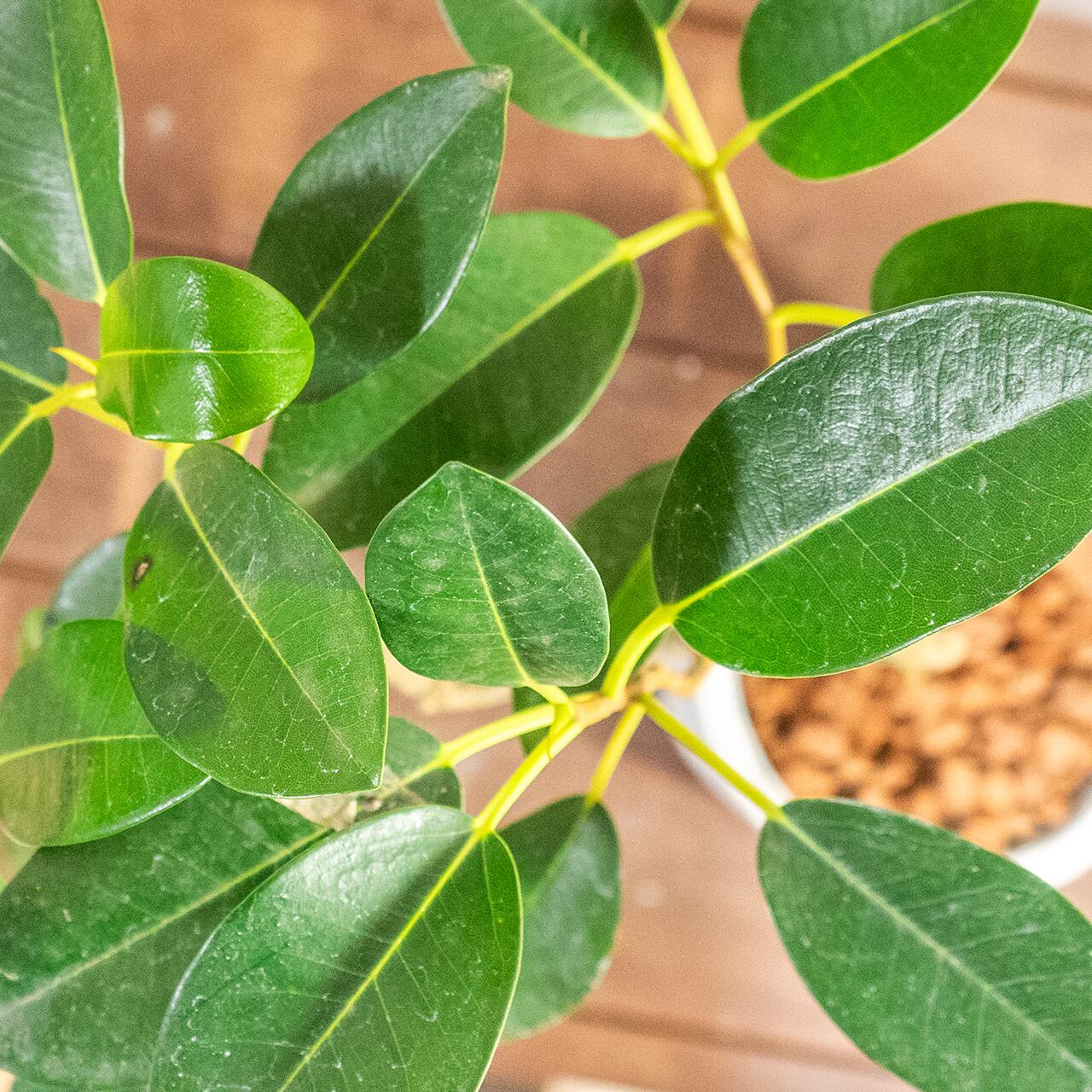 【良樹形】フランスゴムの木 幹曲がり モルタル鉢 観葉植物 初心者でも安心 育て方カード付 ■虫発生抑制