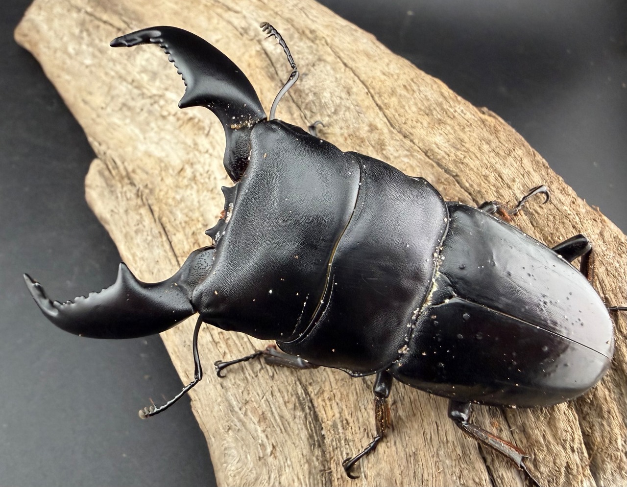 【WD】《スマトラオオヒラタ アチェ産 87mm ペア》