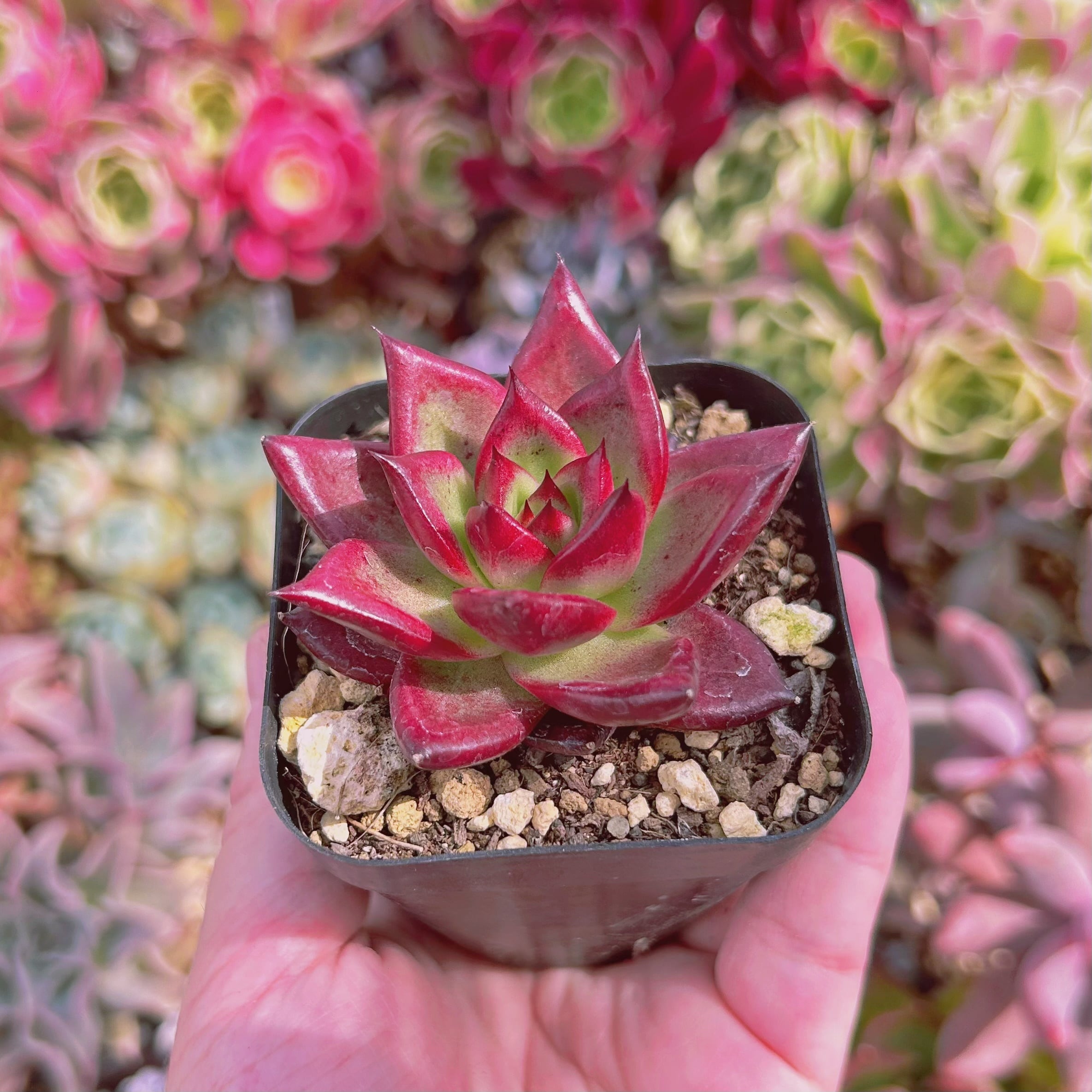 多肉植物 熟柿 抜き苗 | るる農園~多肉植物専門