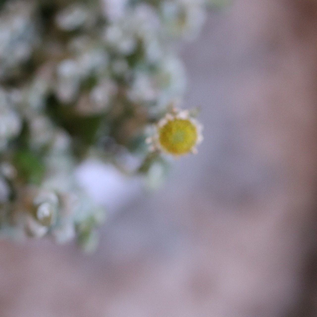 mondimanche カラーリーフ　レウコゲネスレプリス｜新作カラーリーフ　寄せ植えにオススメ　