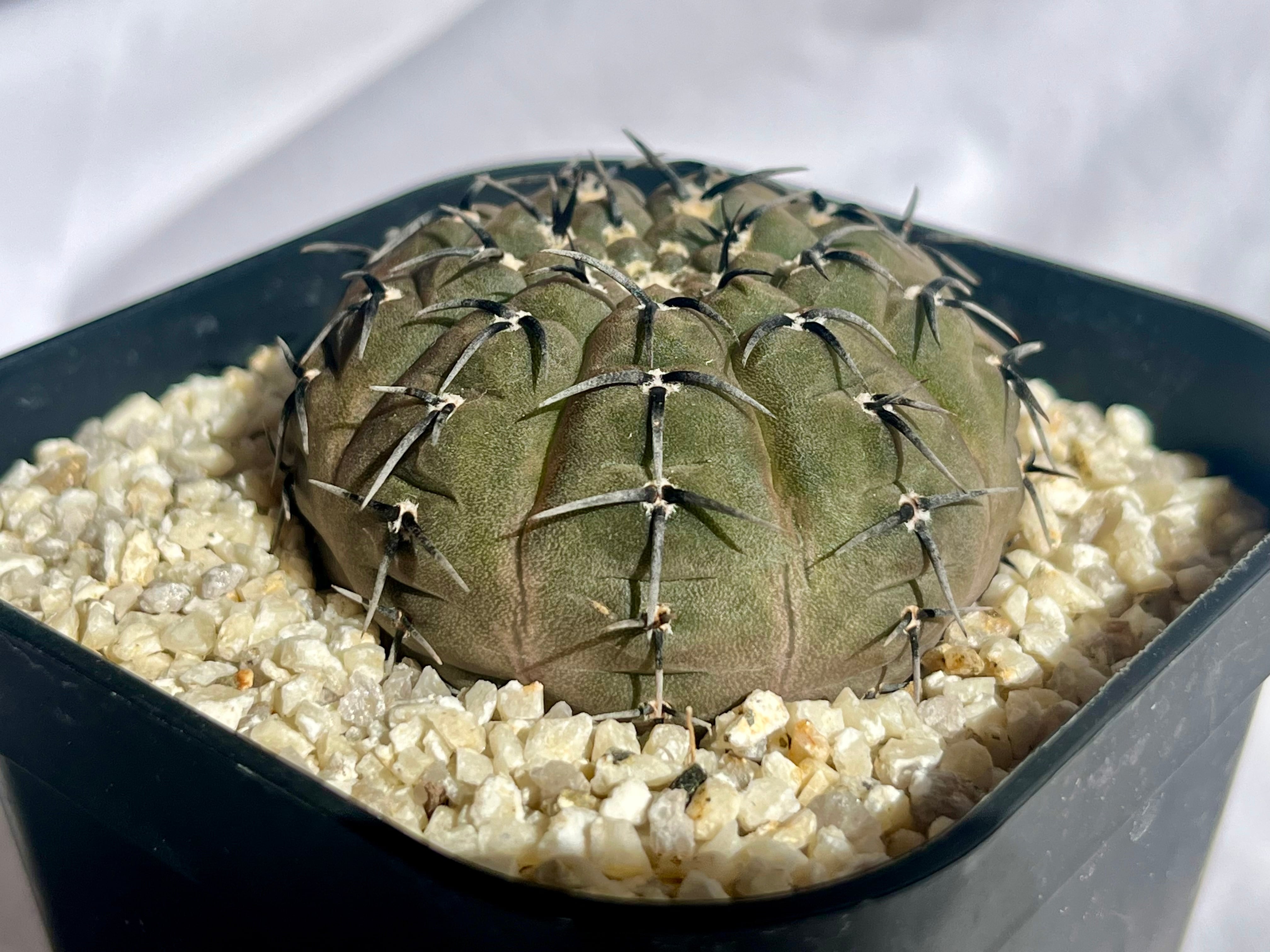 Gymnocalycium asterium ギムノカリキウム 黒刺鳳頭 サボテン | plants