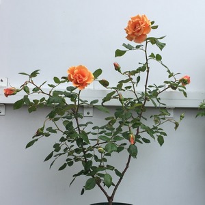 ロサ ムルティフローラ カルネア 天空のバラ園 無農薬バラ苗 花苗 クレマチス ハーブ産直販売