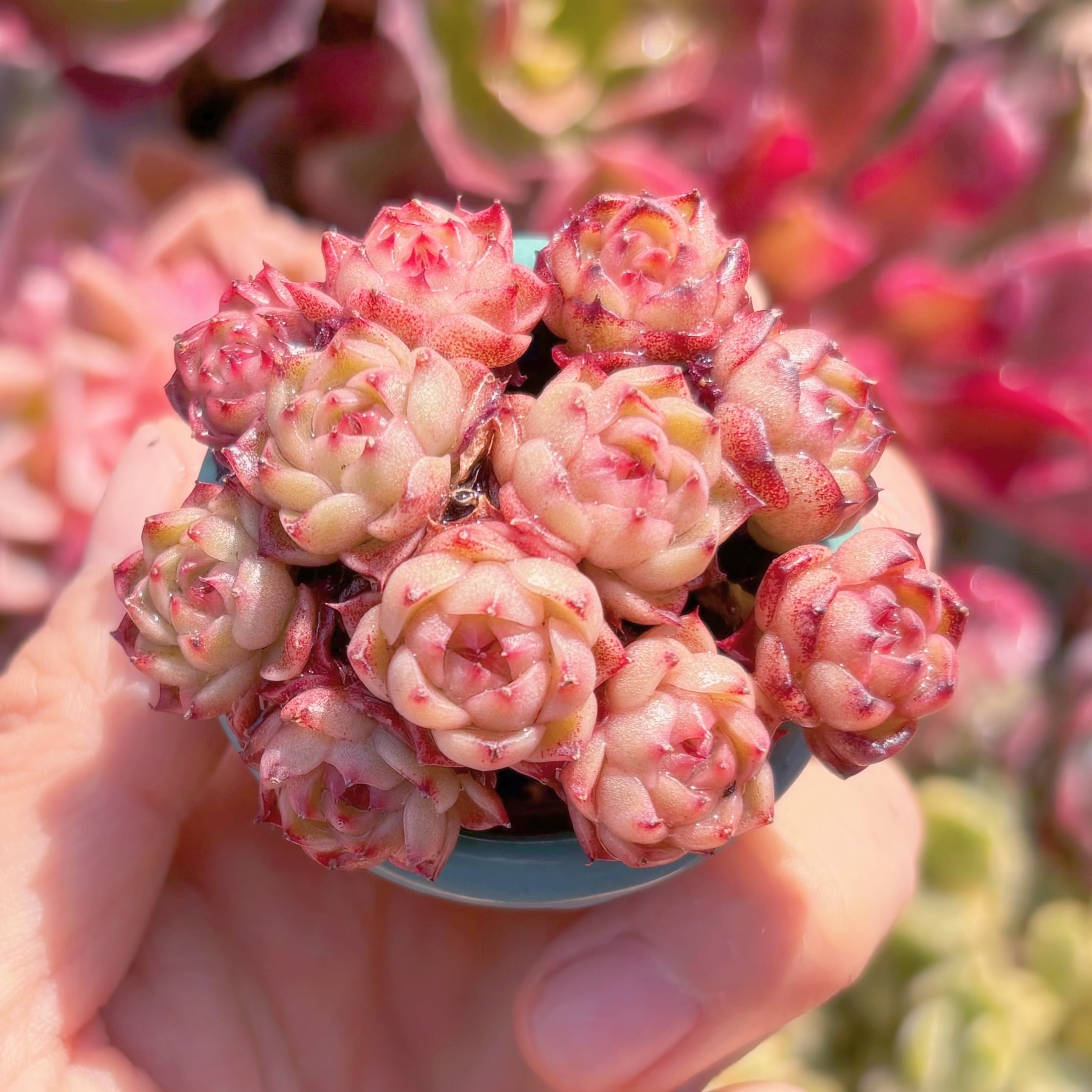 多肉植物　マロンショコラ　群生　新入荷　るる農園