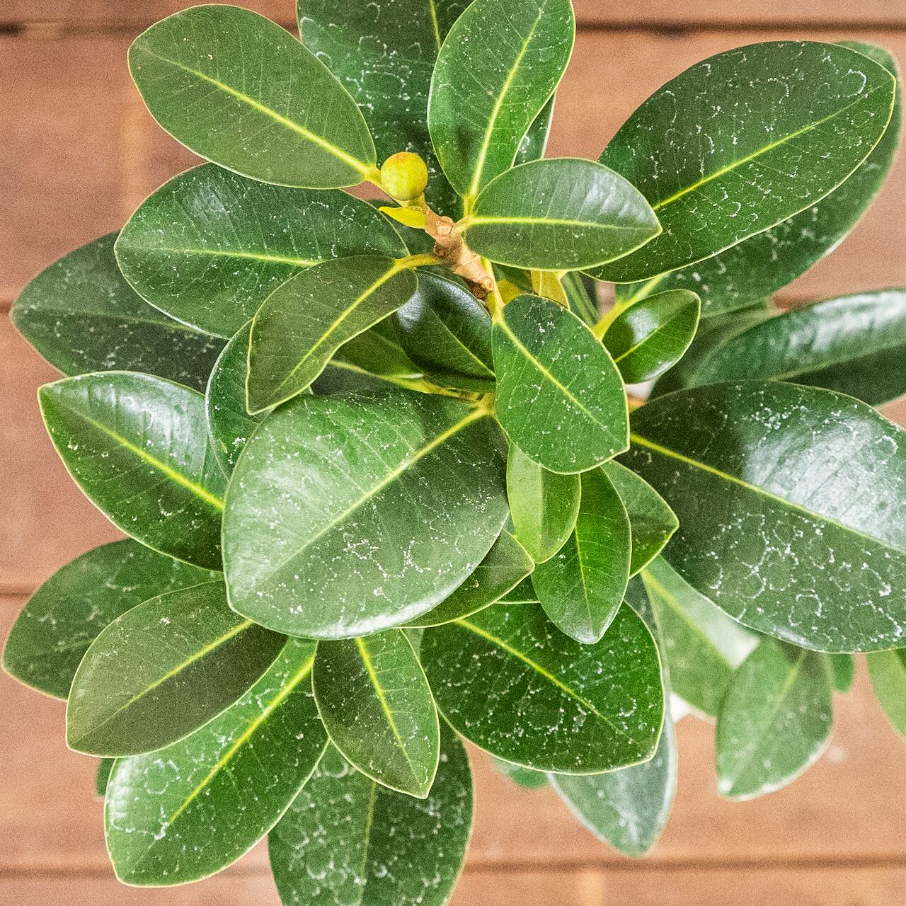 フランスゴムの木｜二股の根元と美しい枝ぶりが映えるインテリア向きグリーン【虫発生抑制／手作りモルタル鉢】