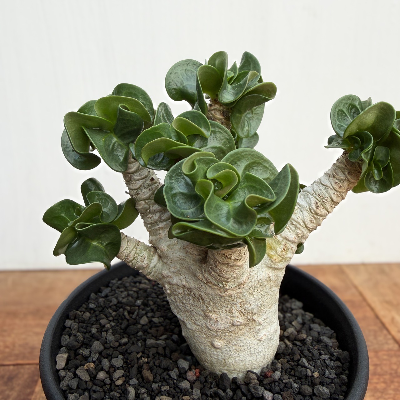 Adenium arabicum "Curly"【アデニウム・アラビカム・獅子葉】