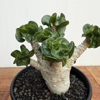 Adenium arabicum "Curly"【アデニウム・アラビカム・獅子葉】