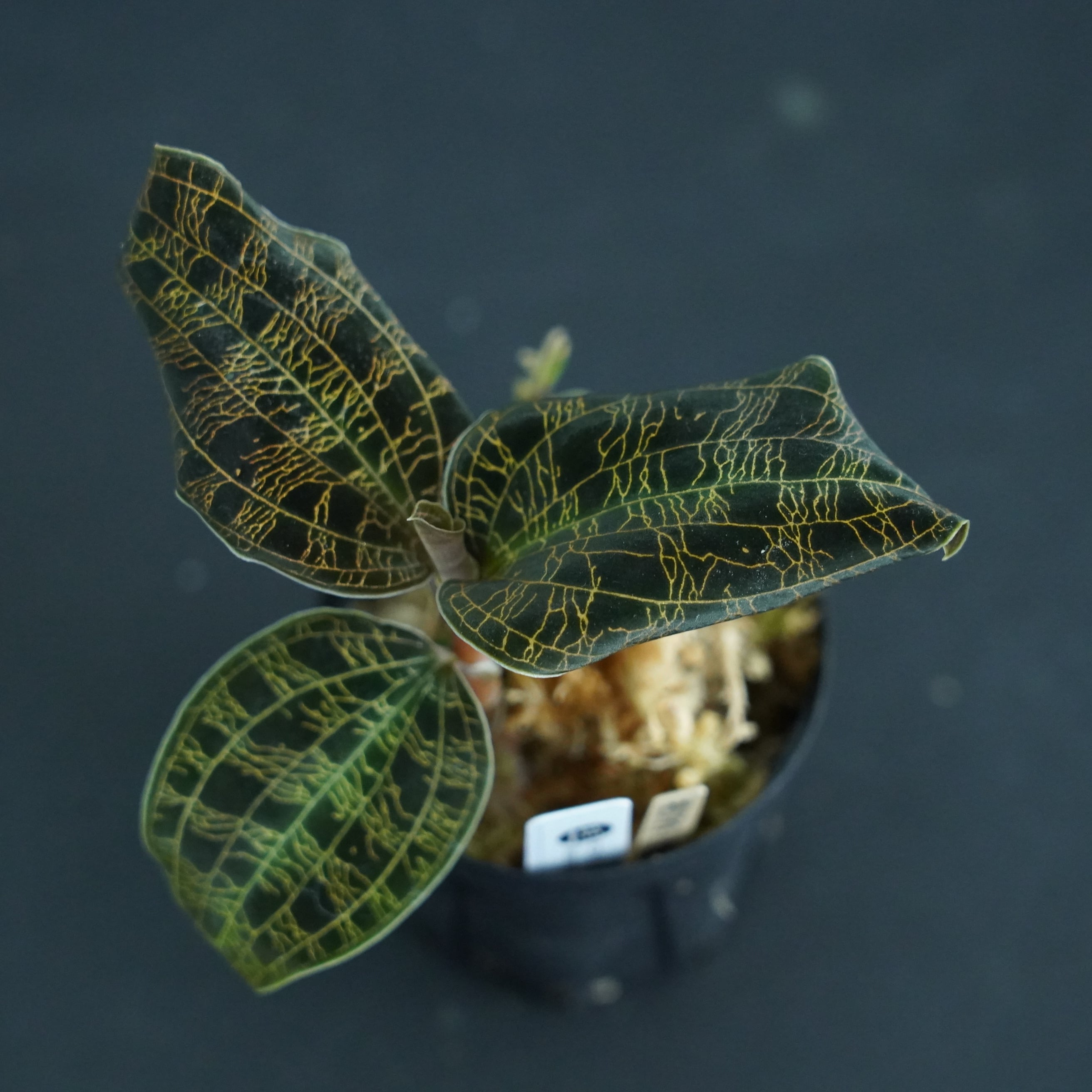 ◆現品◆マコデスペトラ 'Black Type'【ジュエルオーキッド宝石蘭】#594