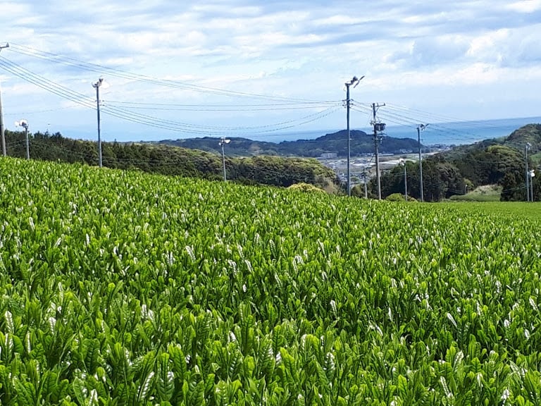 新茶 くき茶(200g) | 自園自製深蒸銘茶たかつか園