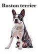 gray original Dog face &breed printed S/S TEE［Boston terrier］