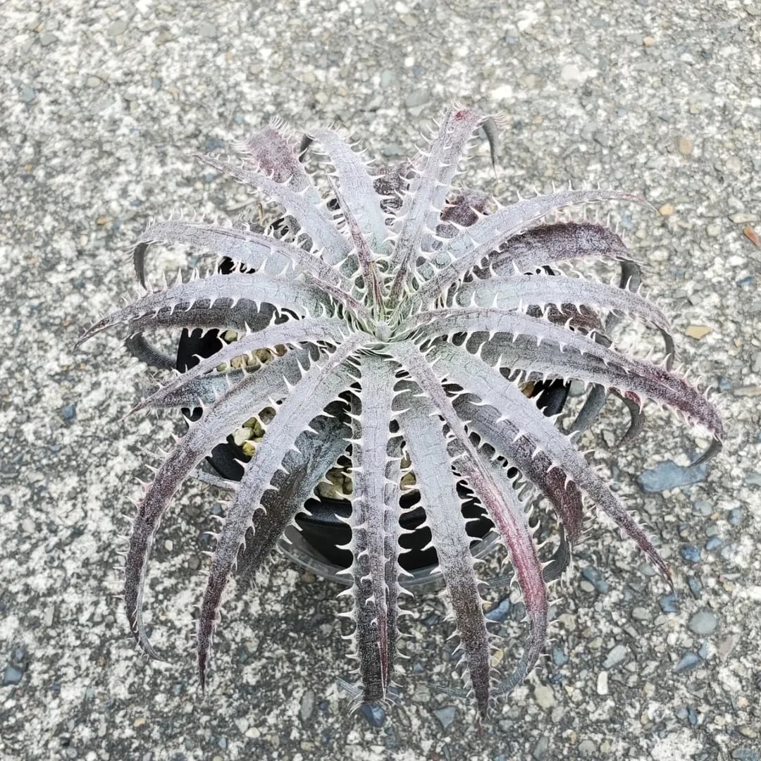 F00385_Aloe Hybrid：アロエ・ハイブリッド（子株） | レアプランツ