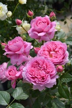 バラ大苗　＜ロサ・オリエンティス・プログレッシオ＞　プリマヴィスタ　７号鉢