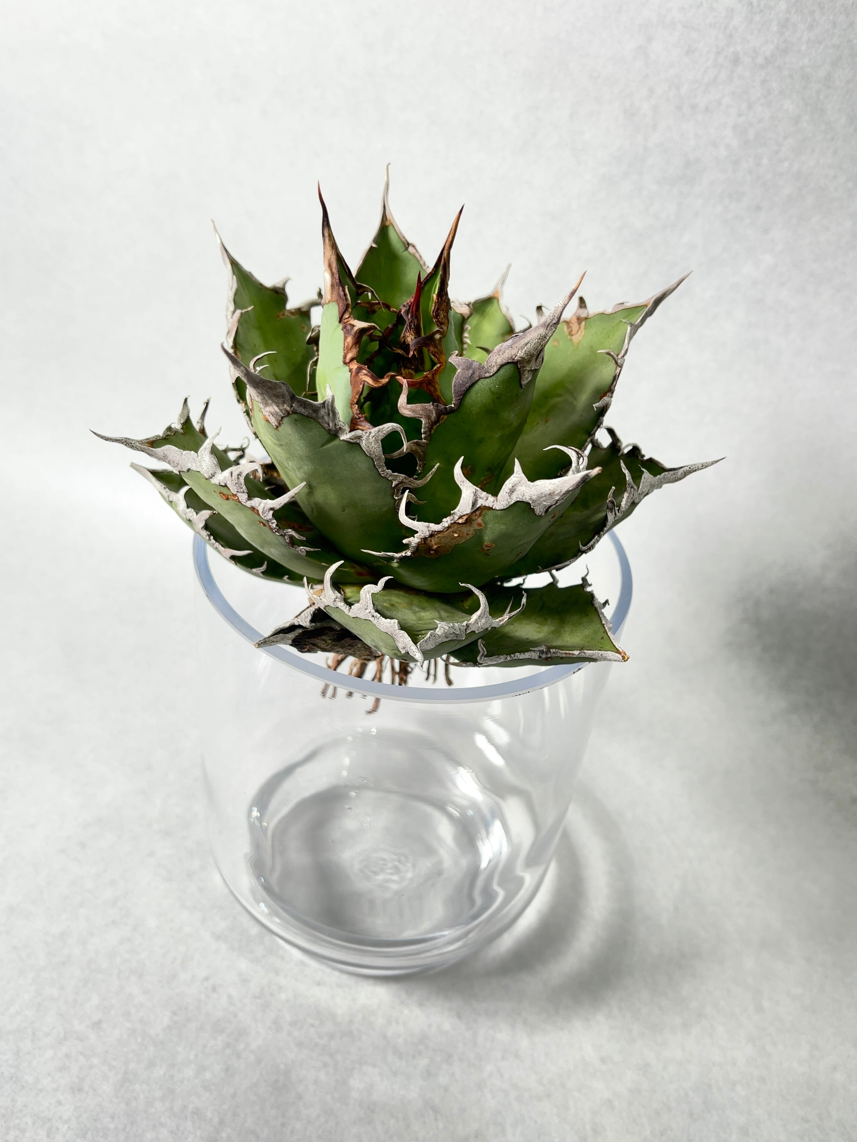 ◆アガベ！シーザー！NO.2◆ アガベ・シーザー 2(LL) | trigger