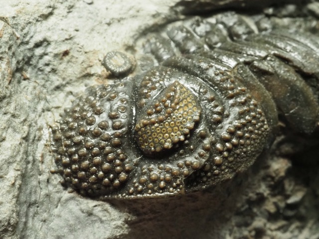 極上ジオラマクリーニング！三葉虫【Morocops spinifer】【201 g】モロッコ王国産/恐竜/ファコプス/モロコプス/化石