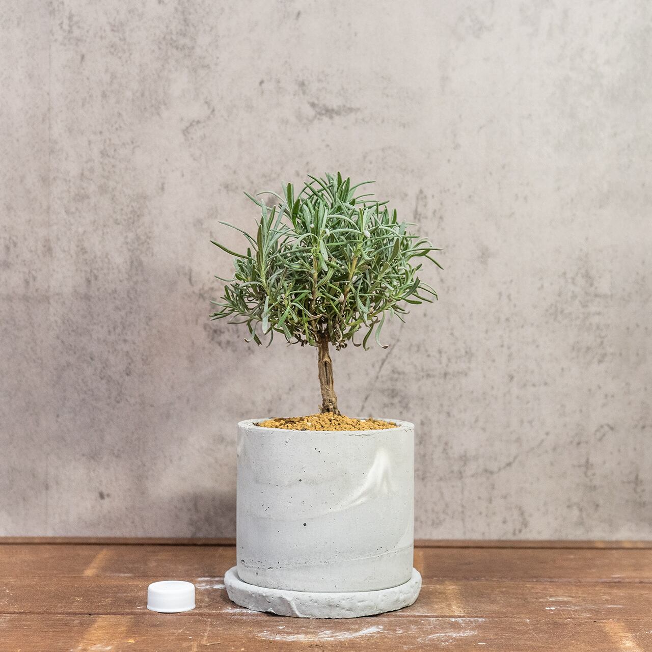 ラベンダー盆栽仕立て｜丸い樹形がかわいい爽やかグリーン【虫発生抑制／手作りモルタル鉢】