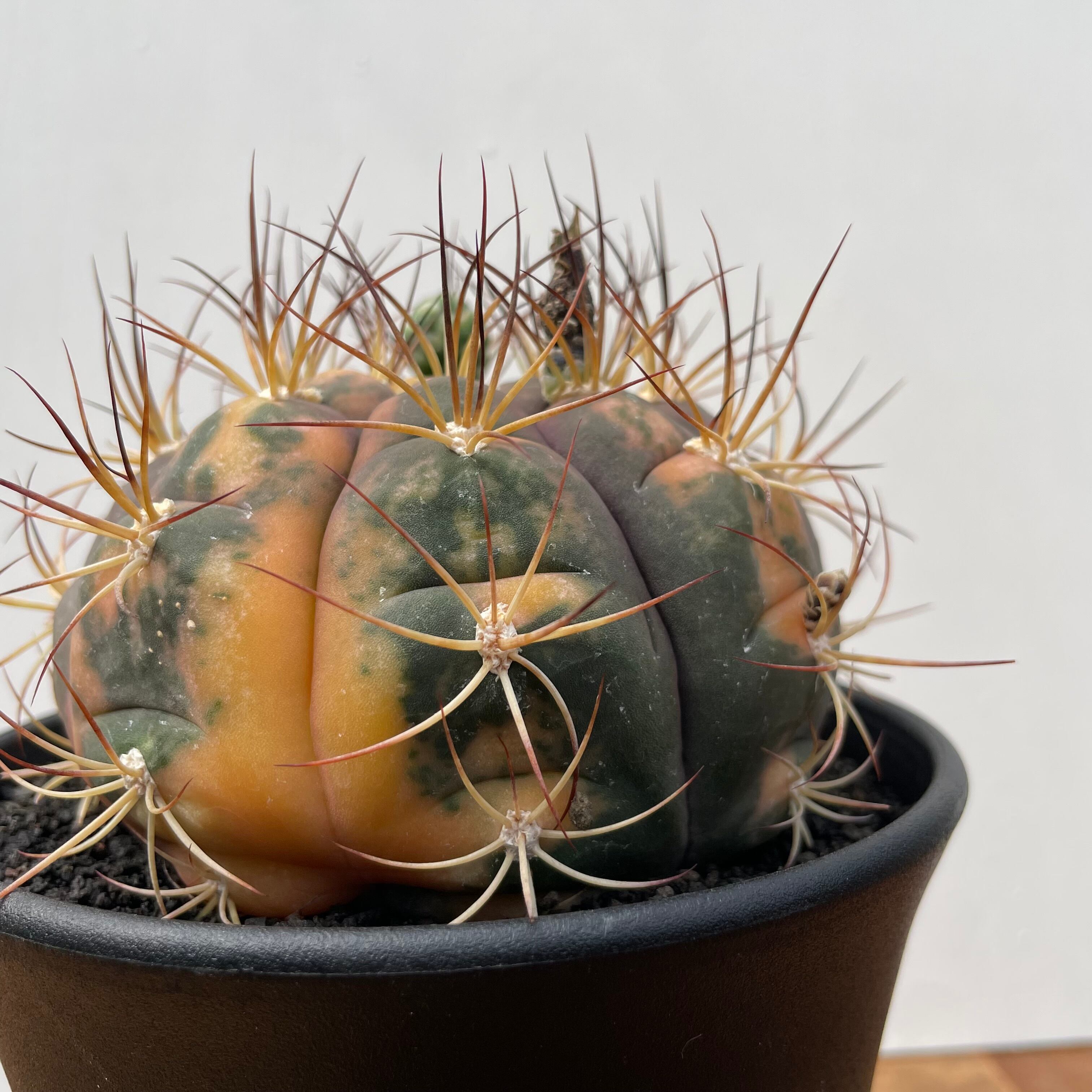 ギムノカリキウム尾形丸　綴化　大型 ギムノカリキウム尾形丸 綴化 大型 ギムノカリキウム 尾形丸錦綴化 大