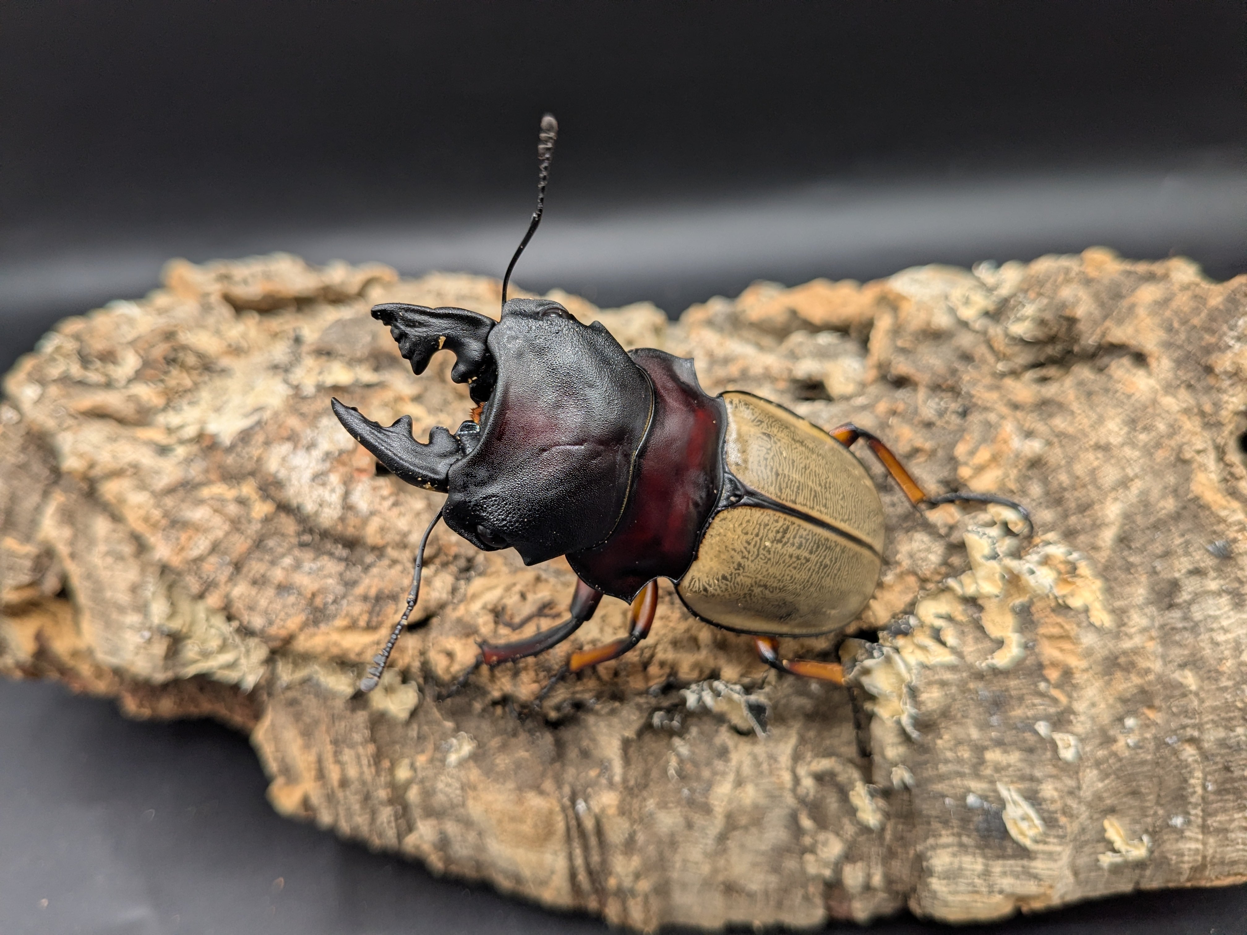お値下げ❗️クリストフル　クワガタムシベース クワガタムシ | クワガタムシ・カブトムシ専門ショップ CIEL