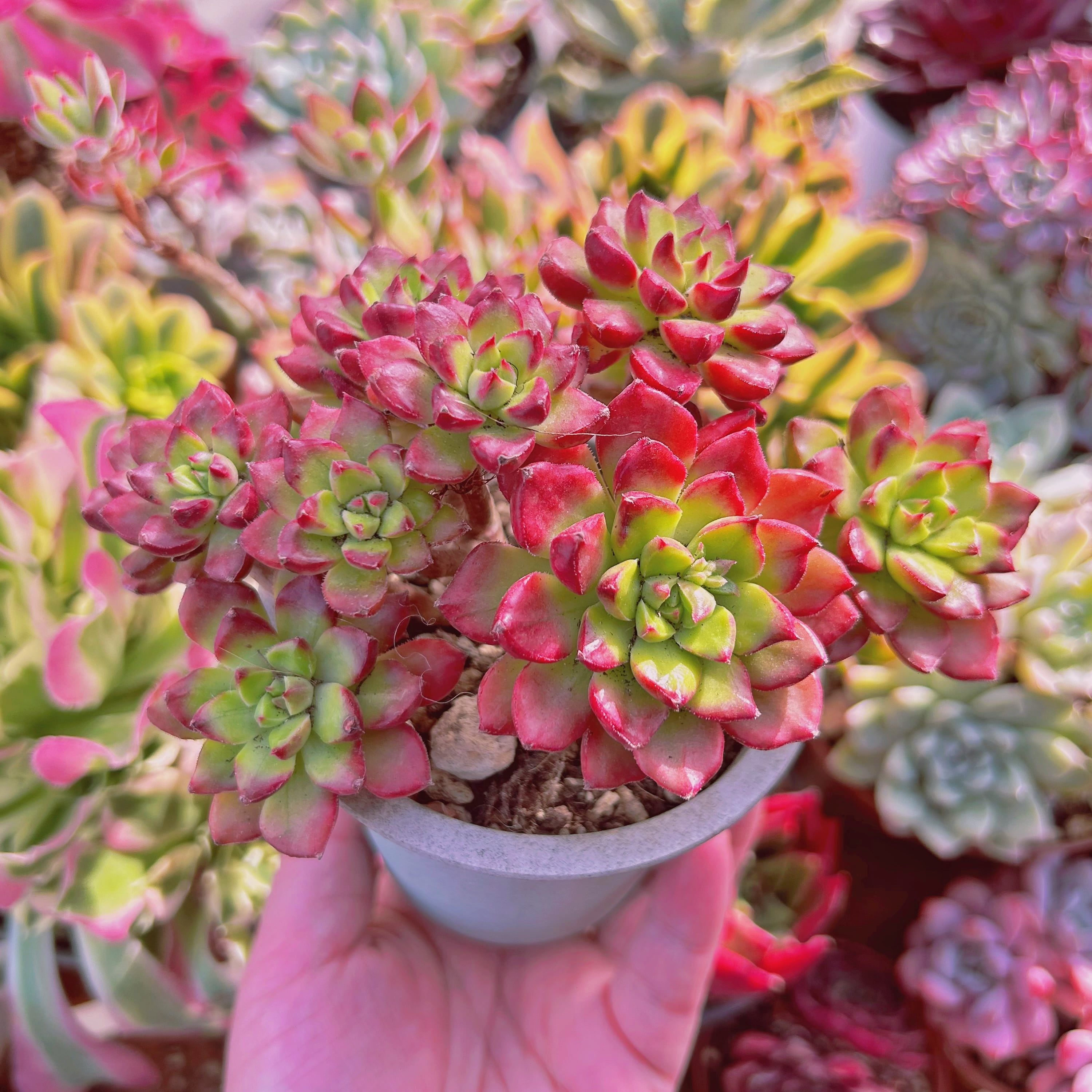 現物 多肉植物 レティジア錦 特大 | るる農園~多肉植物専門